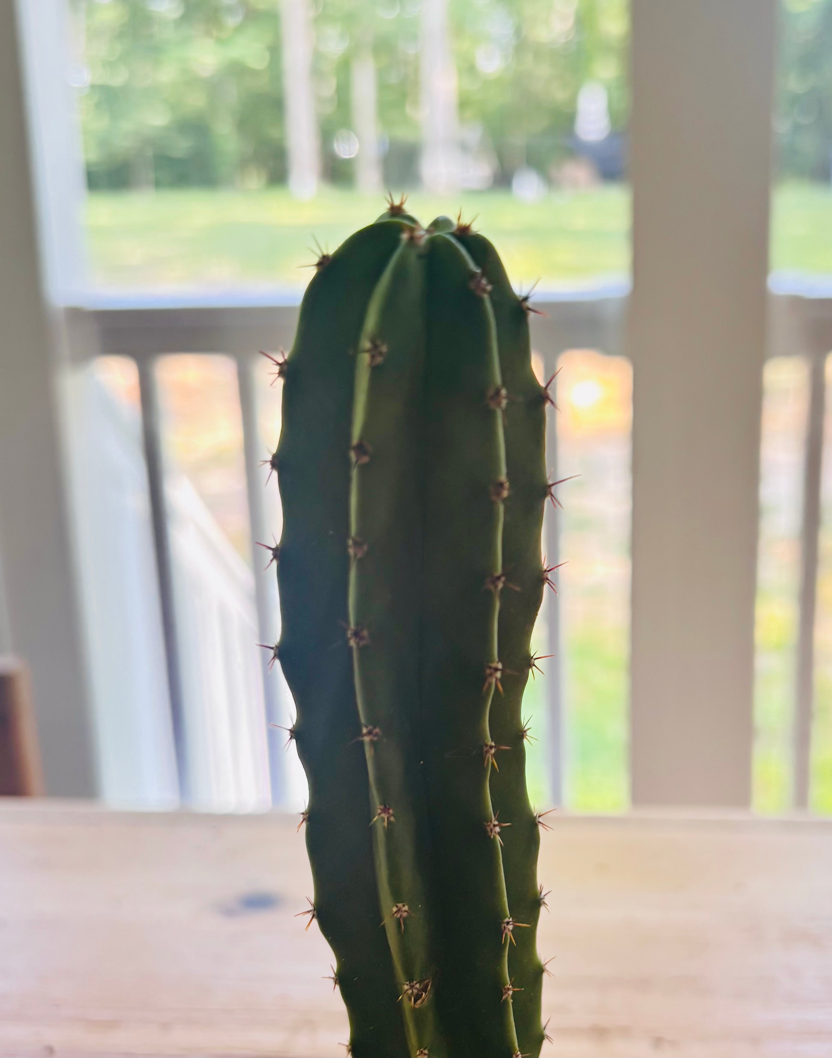 Cactus + Checkered Mug