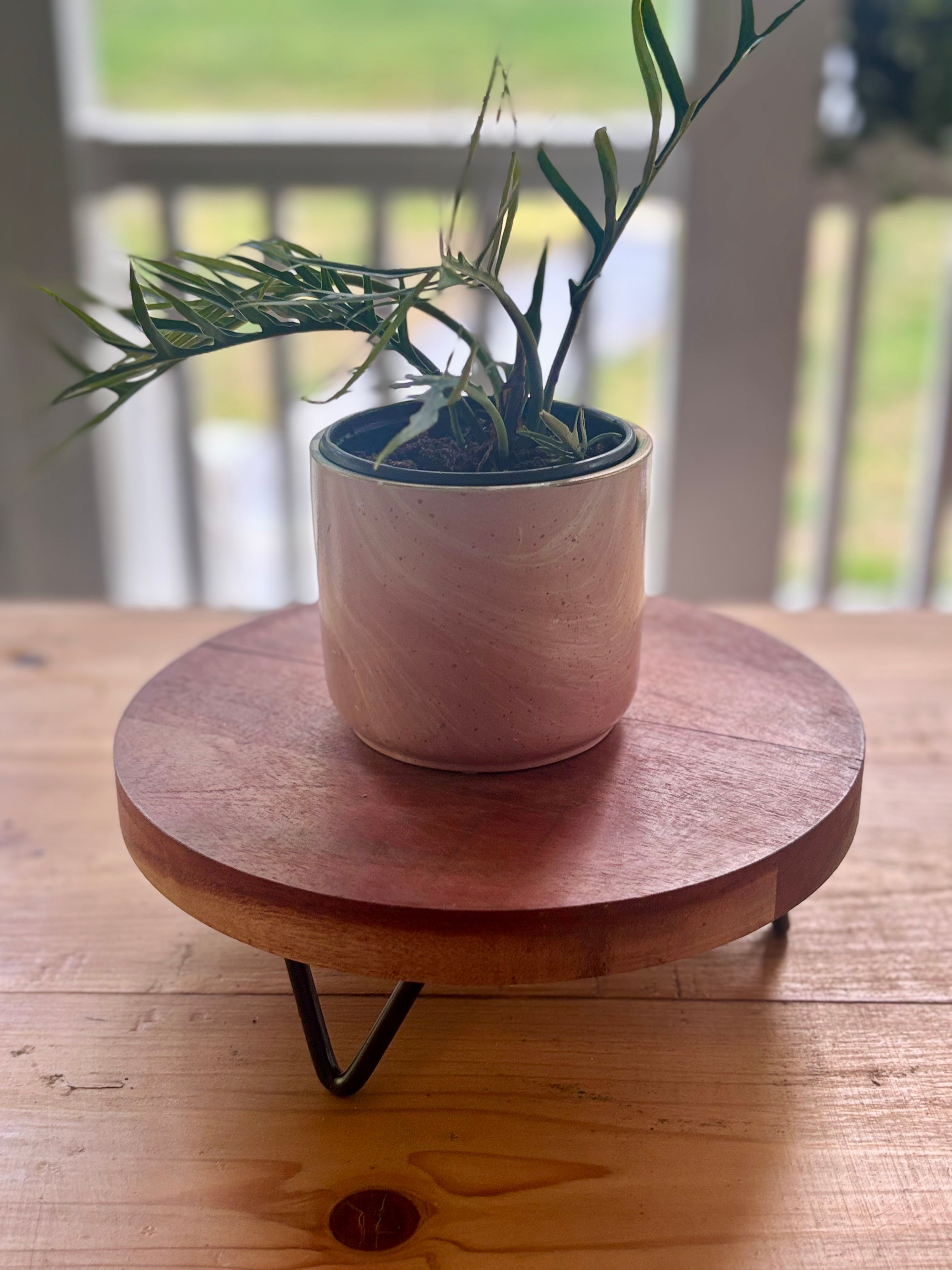 Philodendron Tortum-Anonymous