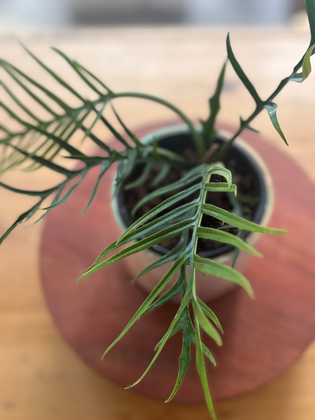 Philodendron Tortum-Anonymous