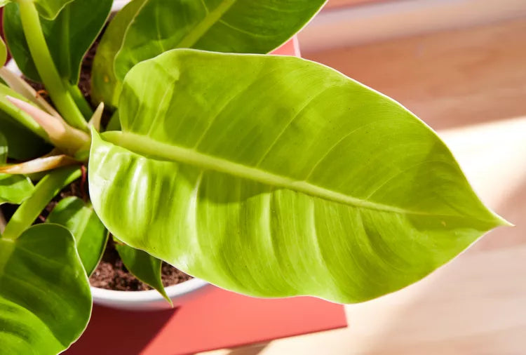 Philodendron Moonlight-Anonymous