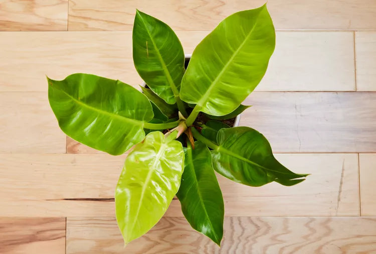 Philodendron Moonlight-Anonymous