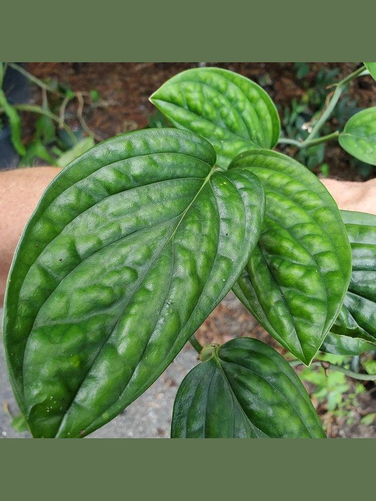 Monstera Peru