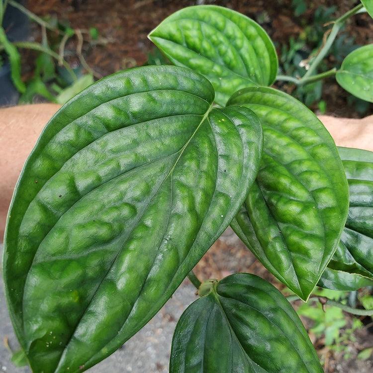 Monstera Peru-Anonymous Coffee