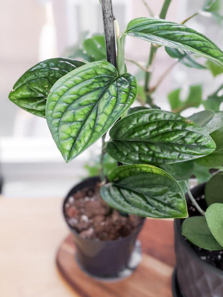 Monstera Peru-Anonymous Coffee
