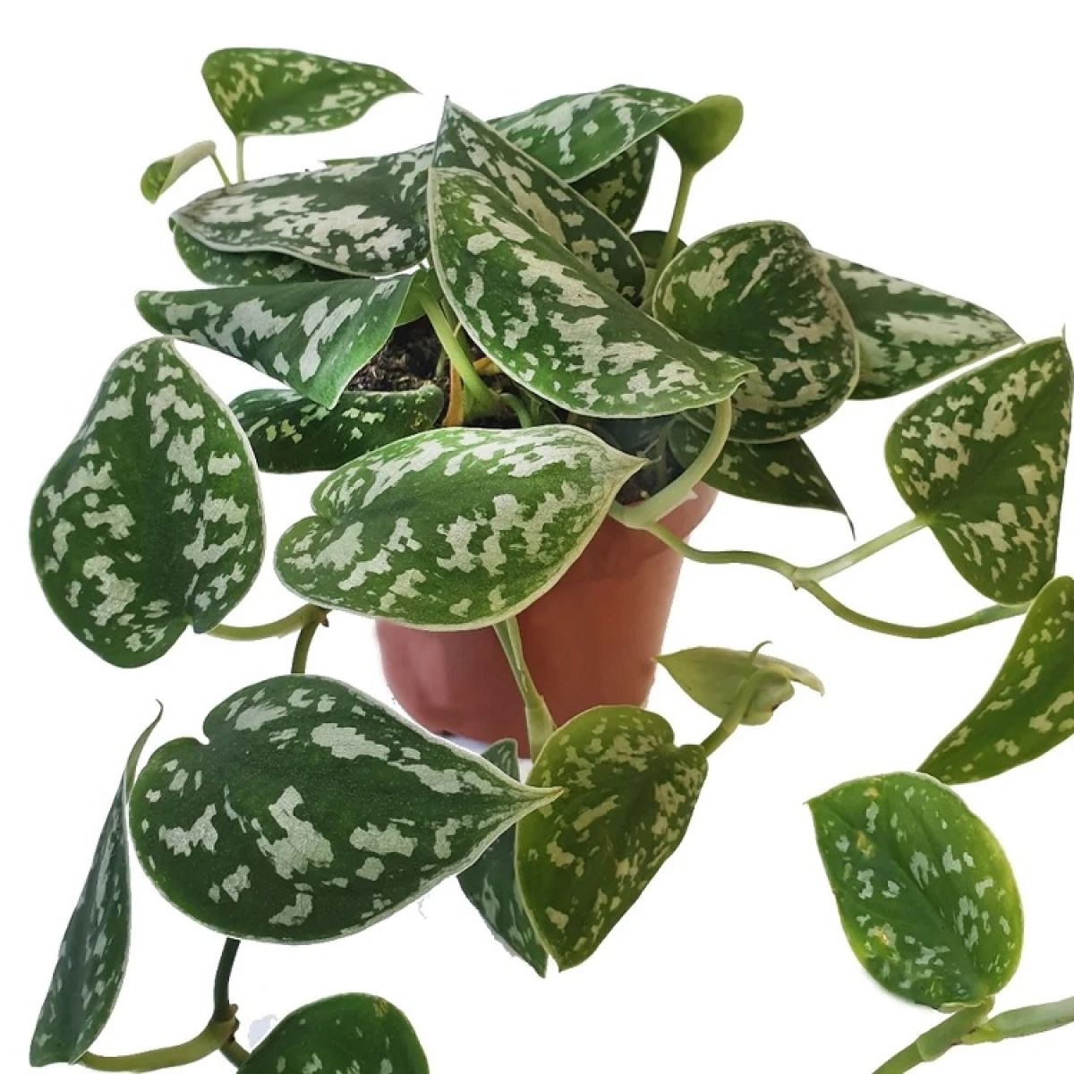 Satin Pothos-Anonymous Coffee