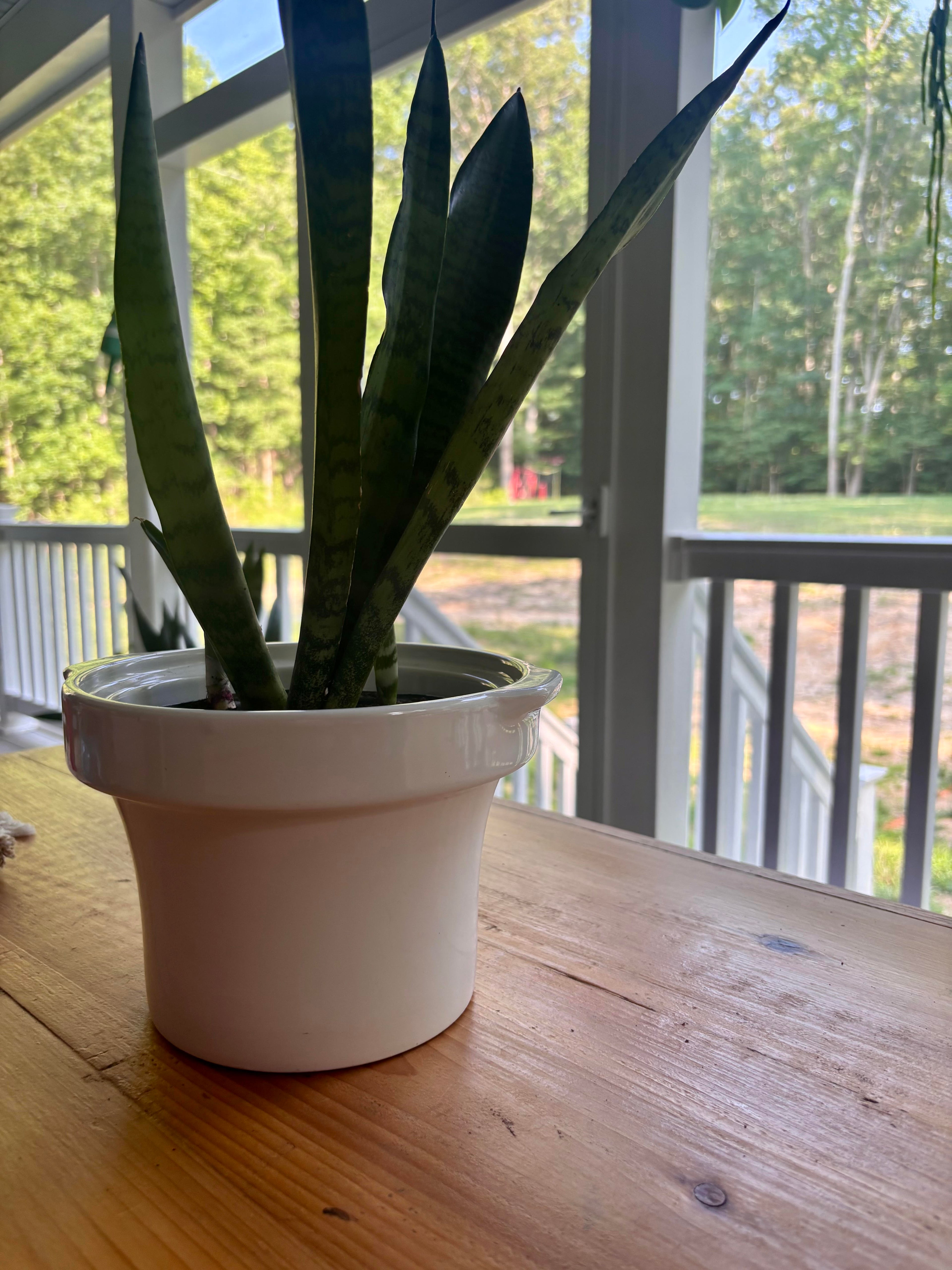 Snake Plant + White Crockpot