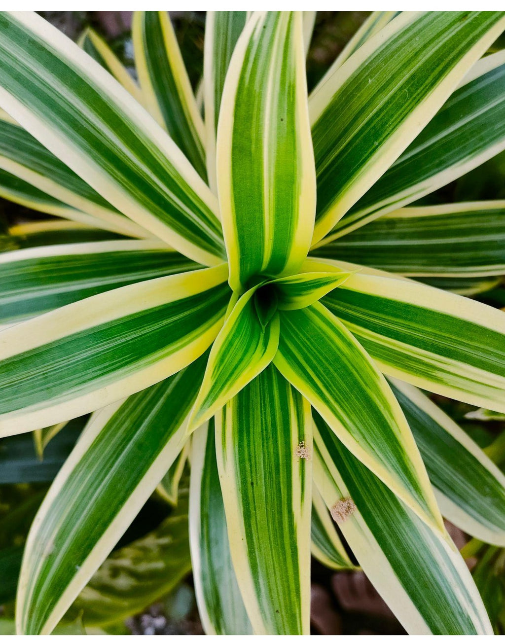 Song of India Live Dracaena – Colorful Variegated Indoor Houseplant