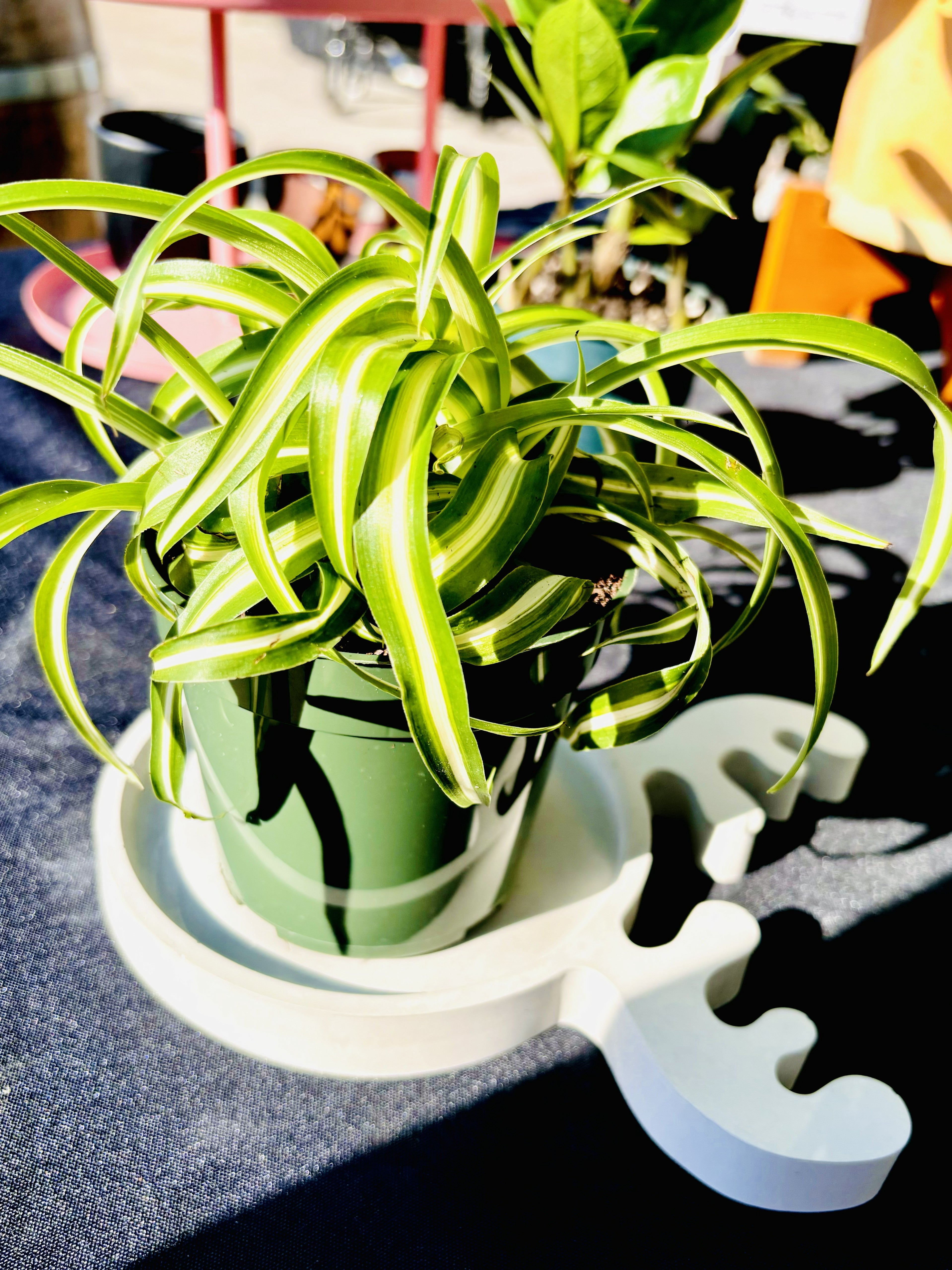 Spider Plant-Anonymous Coffee