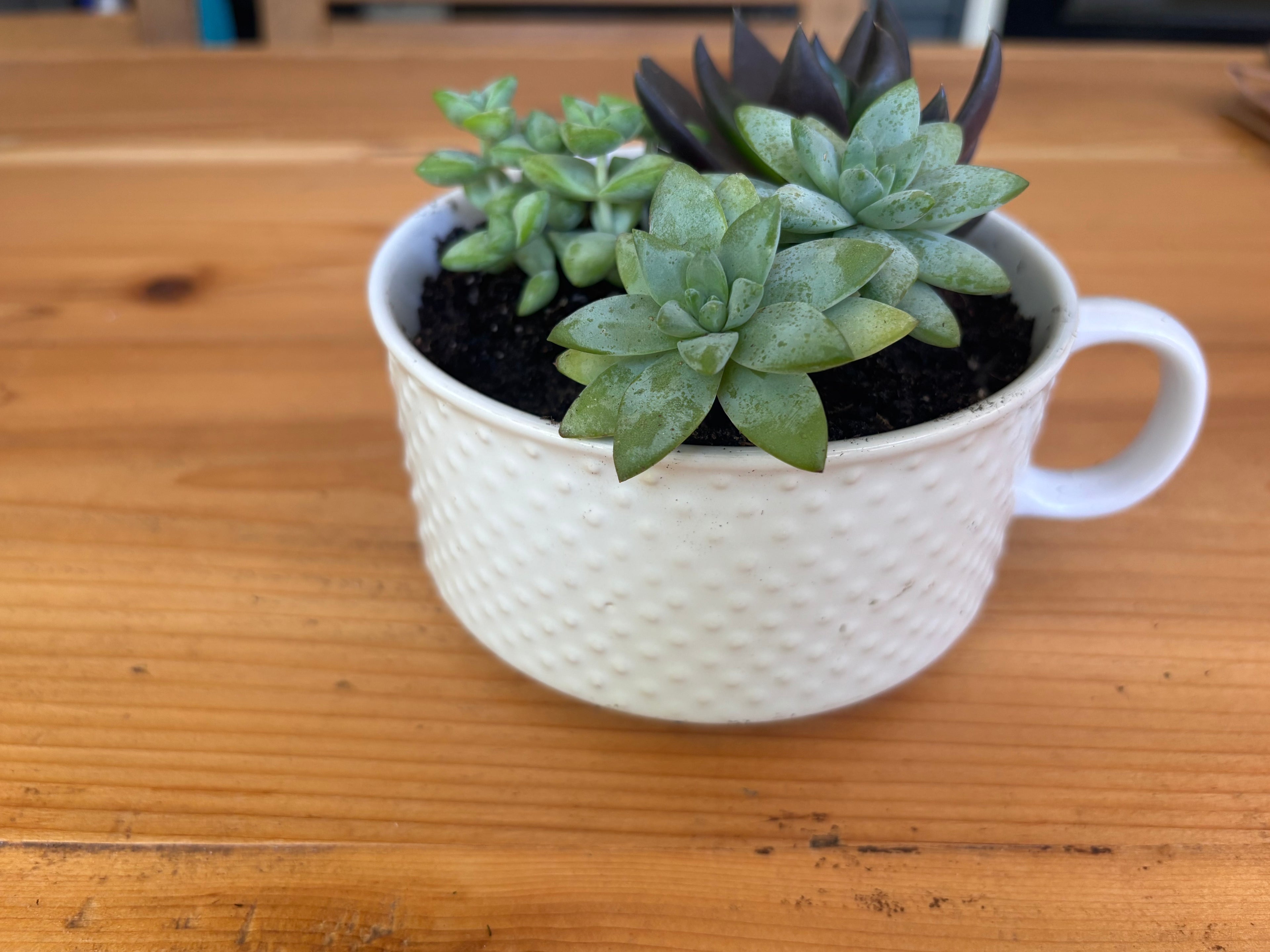 Succulent Mug