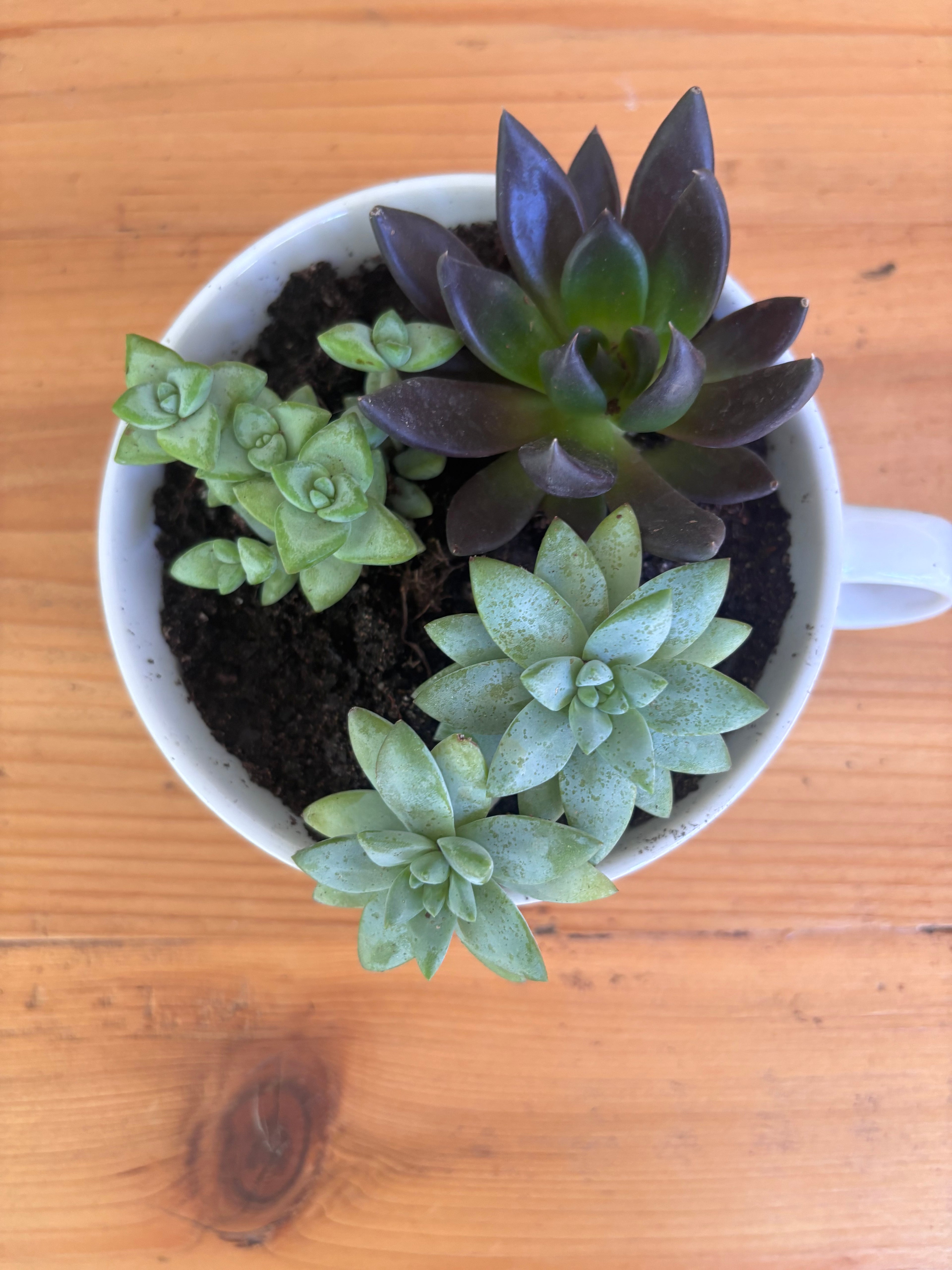Succulent Mug
