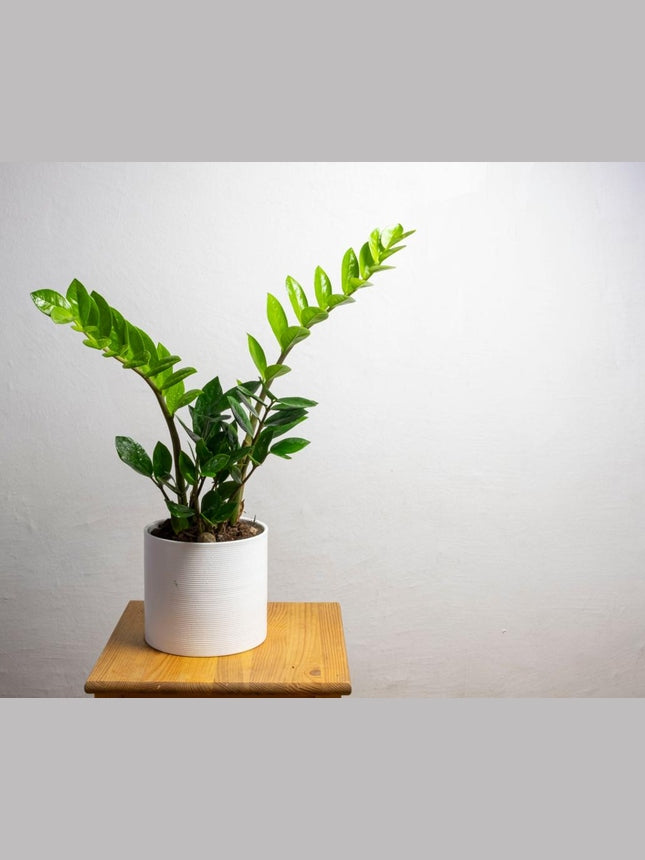 ZZ Plant