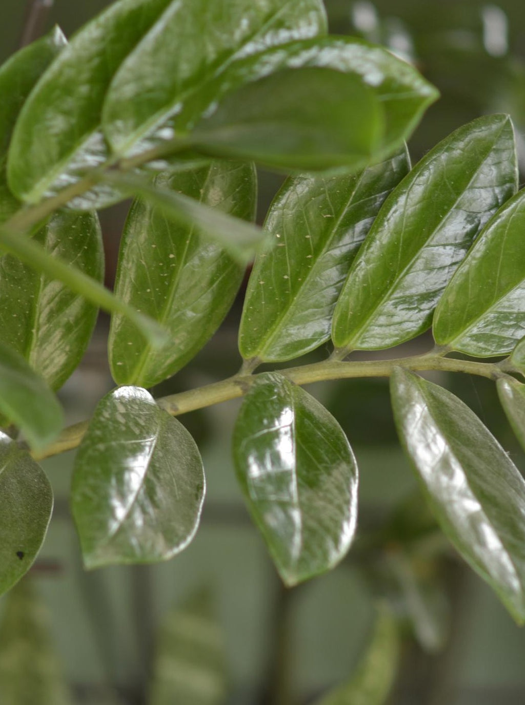 ZZ Plant