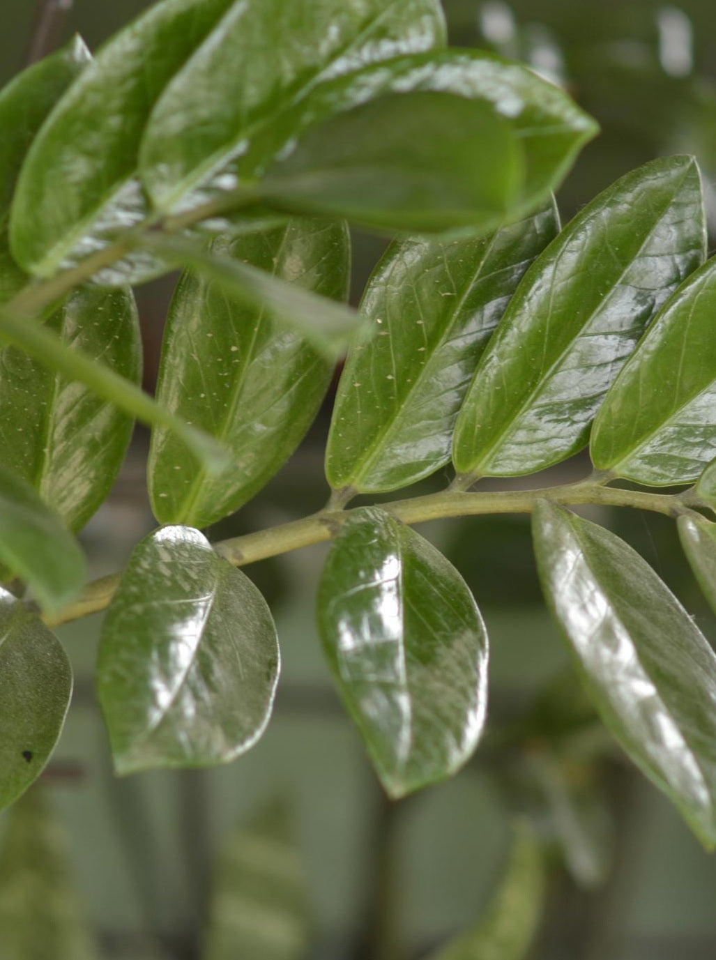 ZZ Plant
