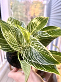 Philodendron Birkin