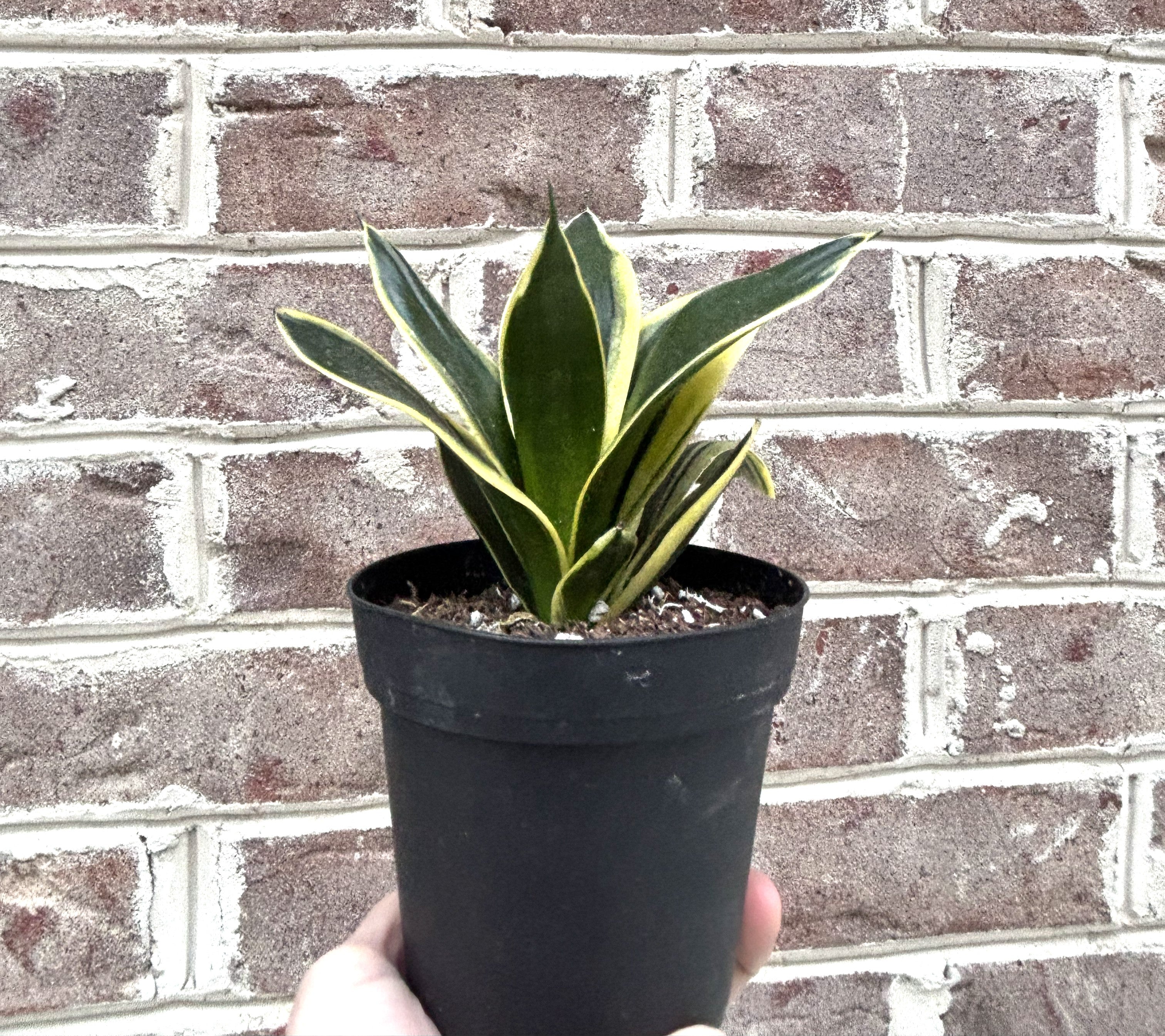 Black Gold Snake Plant