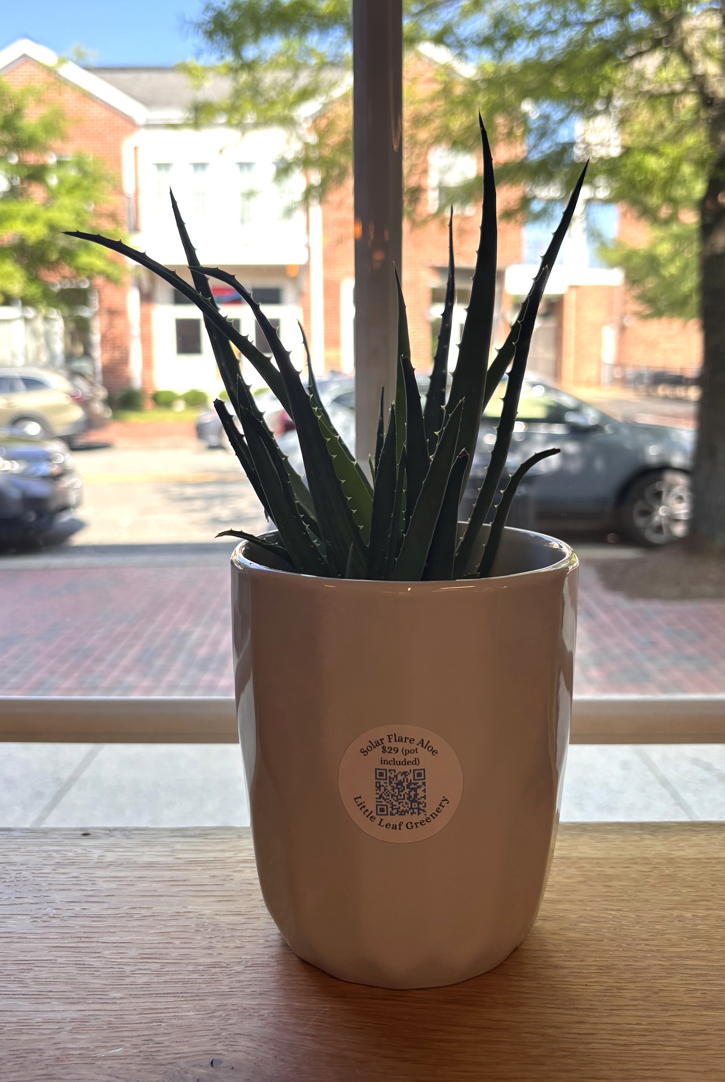 Aloe Solar Flare + White Pot