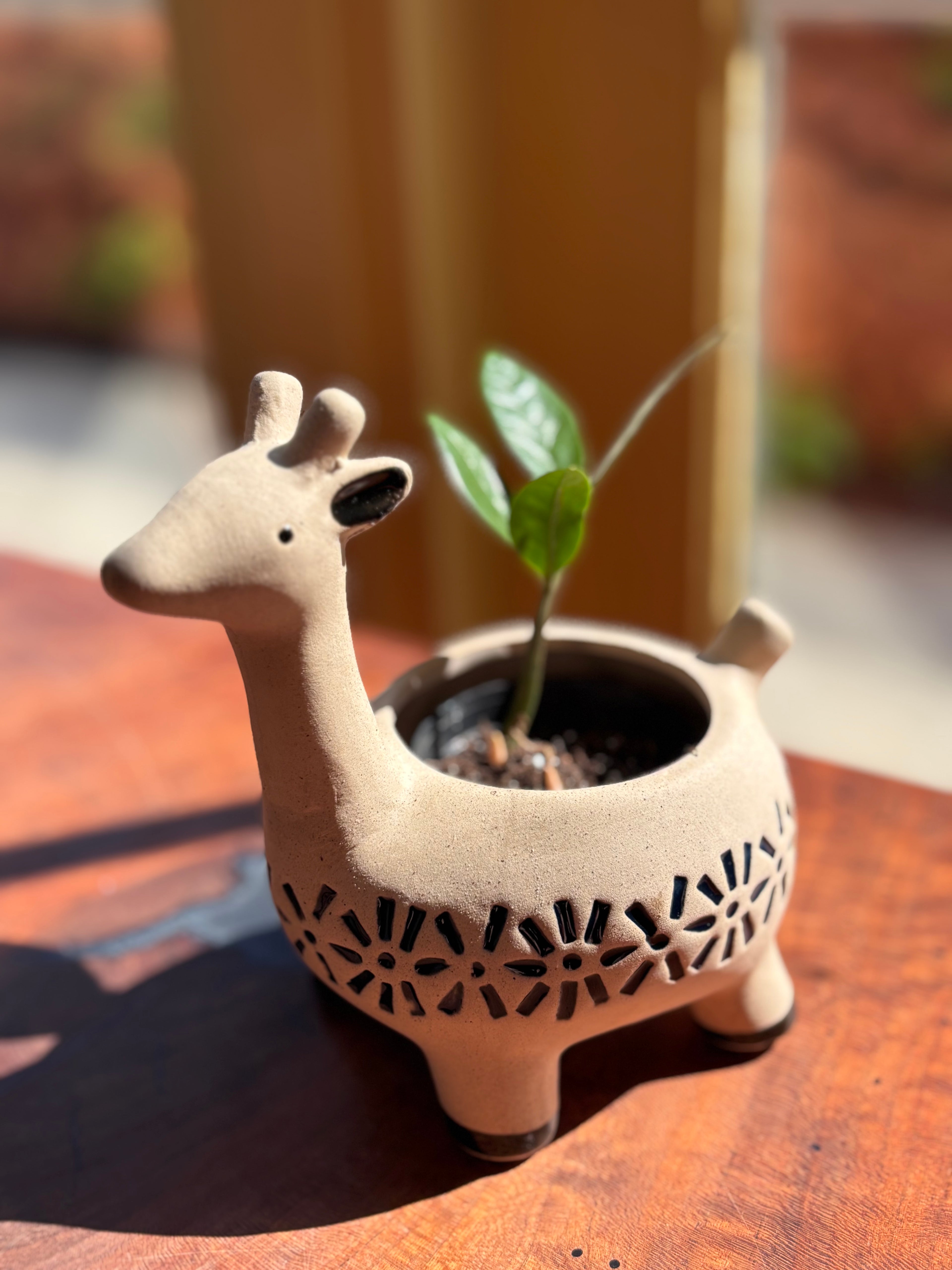 Baby ZZ Plant + Animal Pot