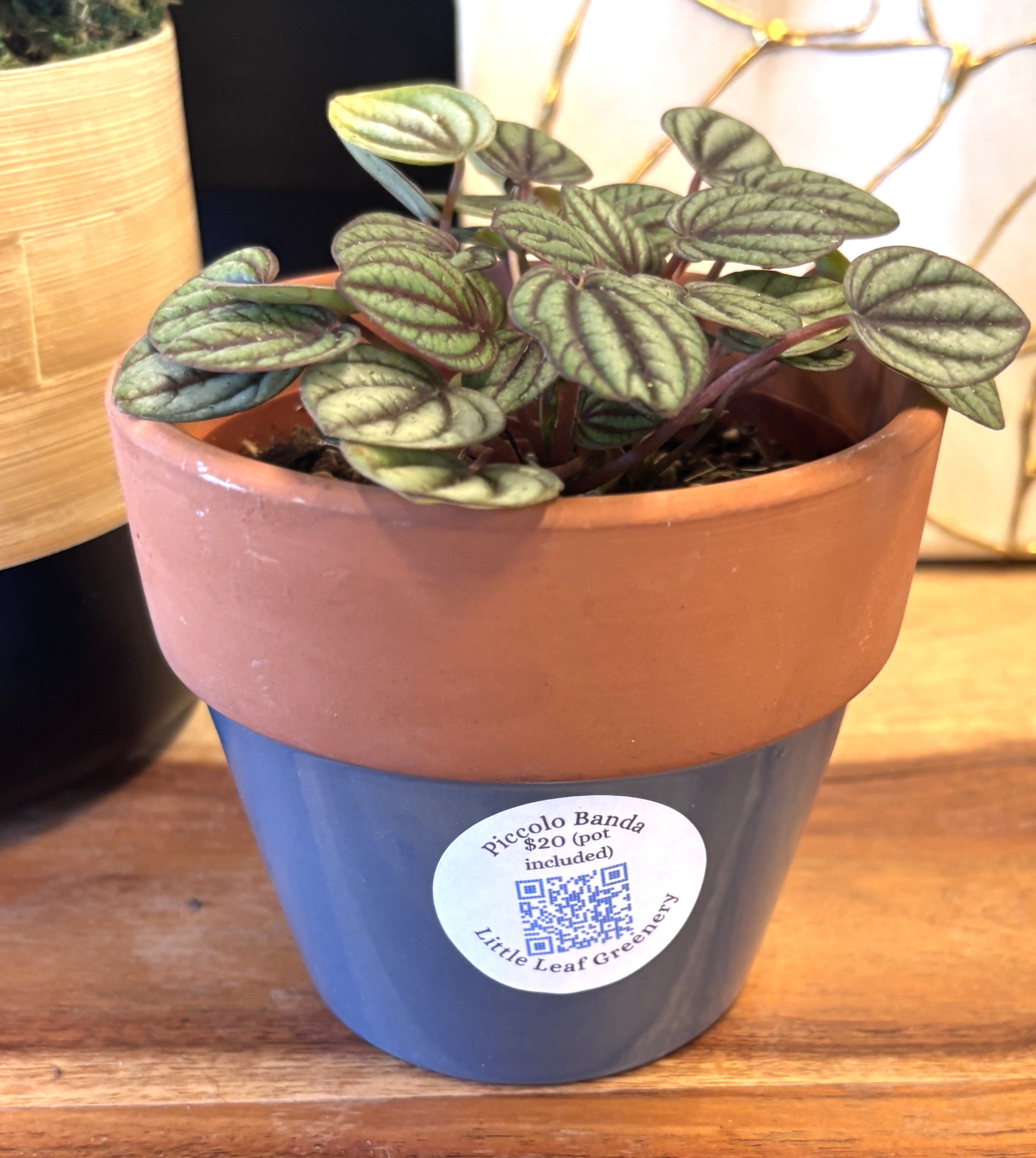 Piccolo Banda + Terracotta Pot