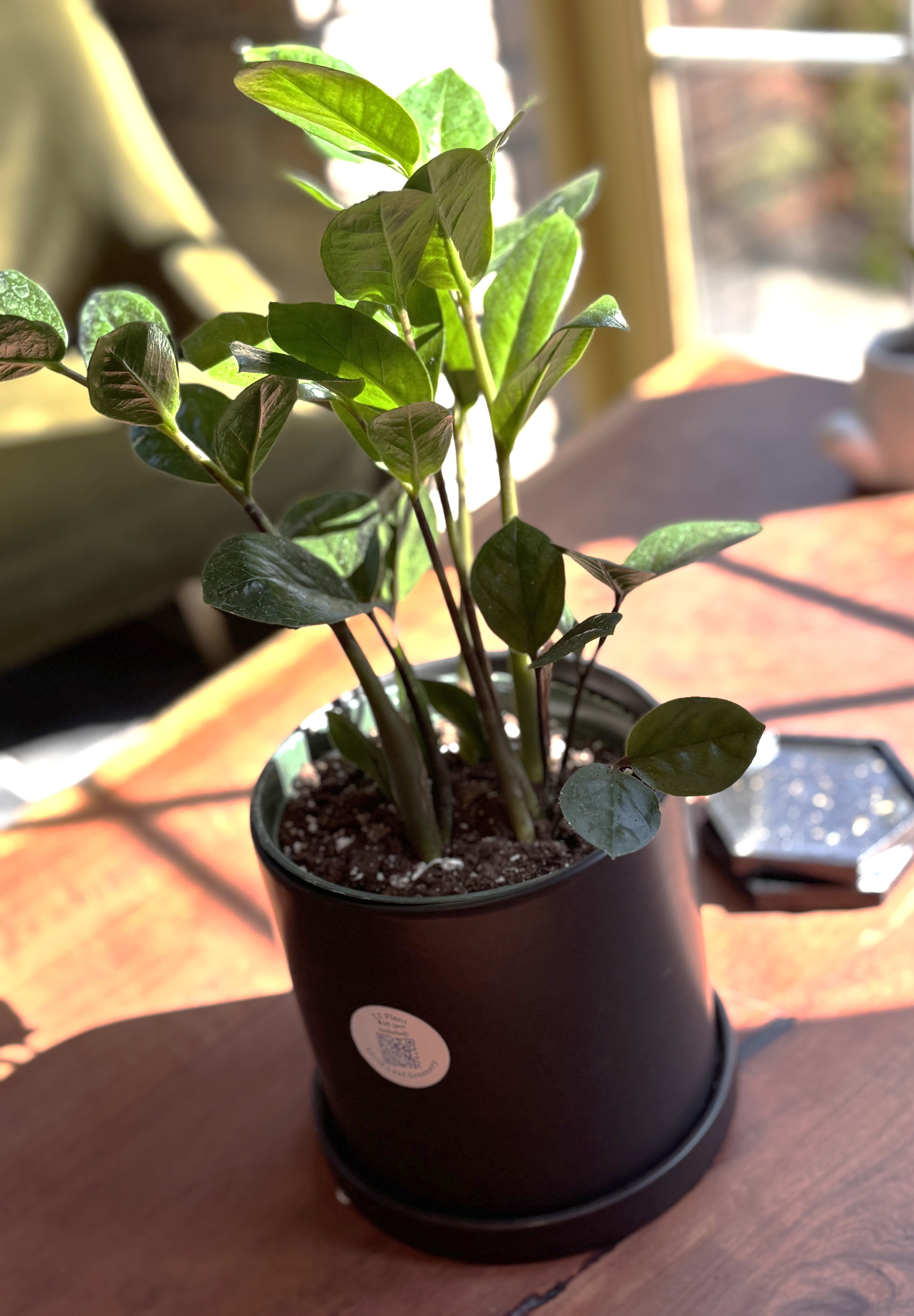 ZZ Plant + Black Pot