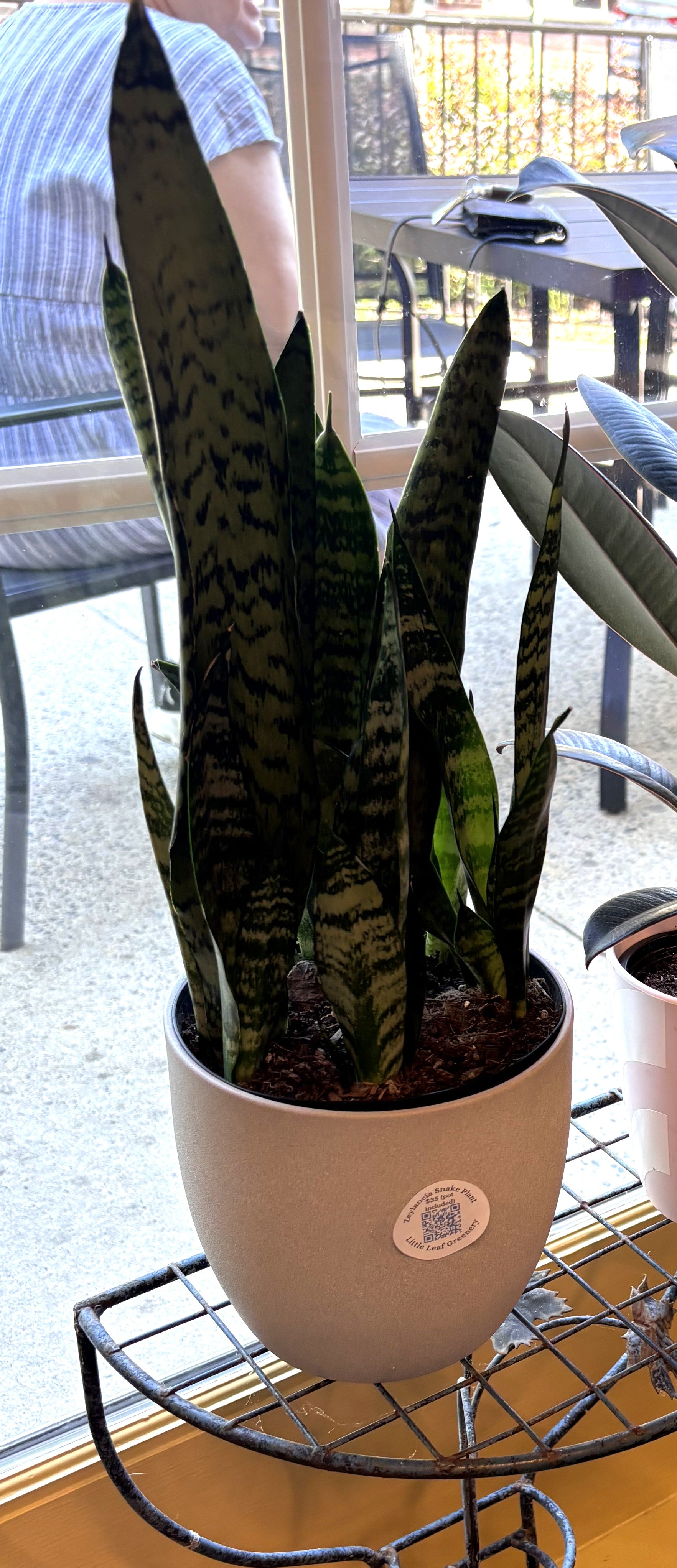 Zeylancia Snake Plant + Grayish Pot