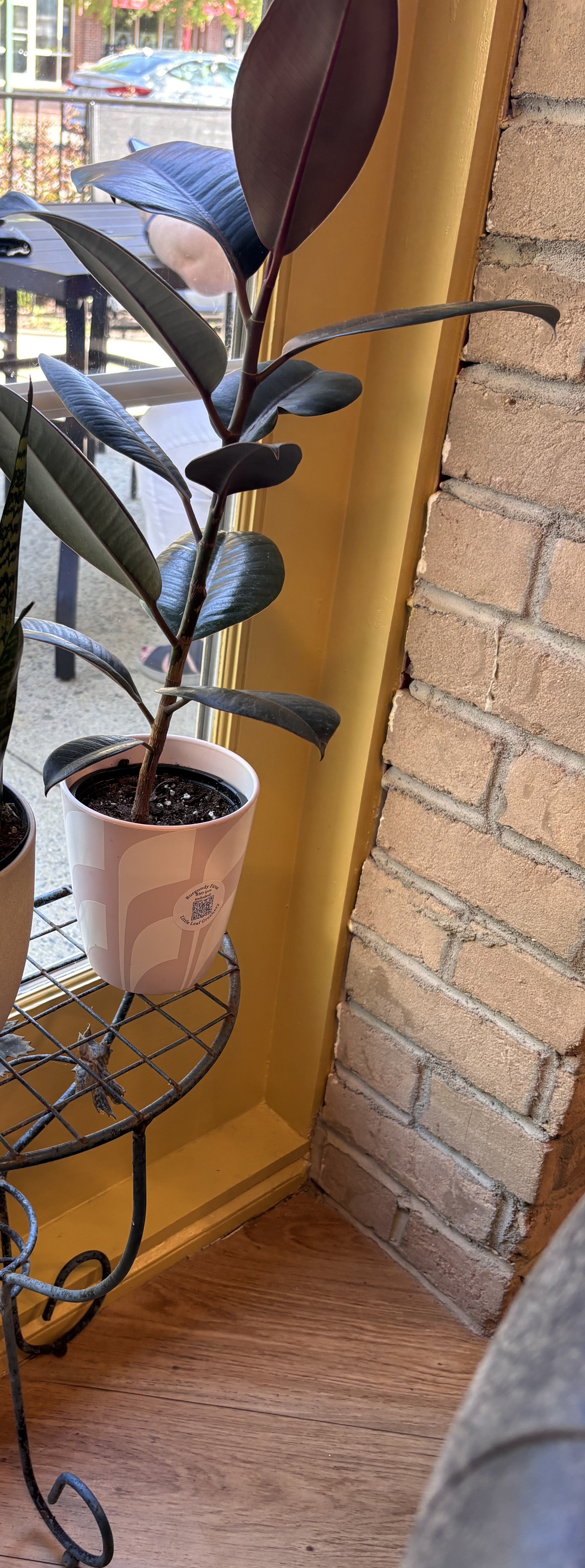 Burgundy Ficus + White and Pink Pot