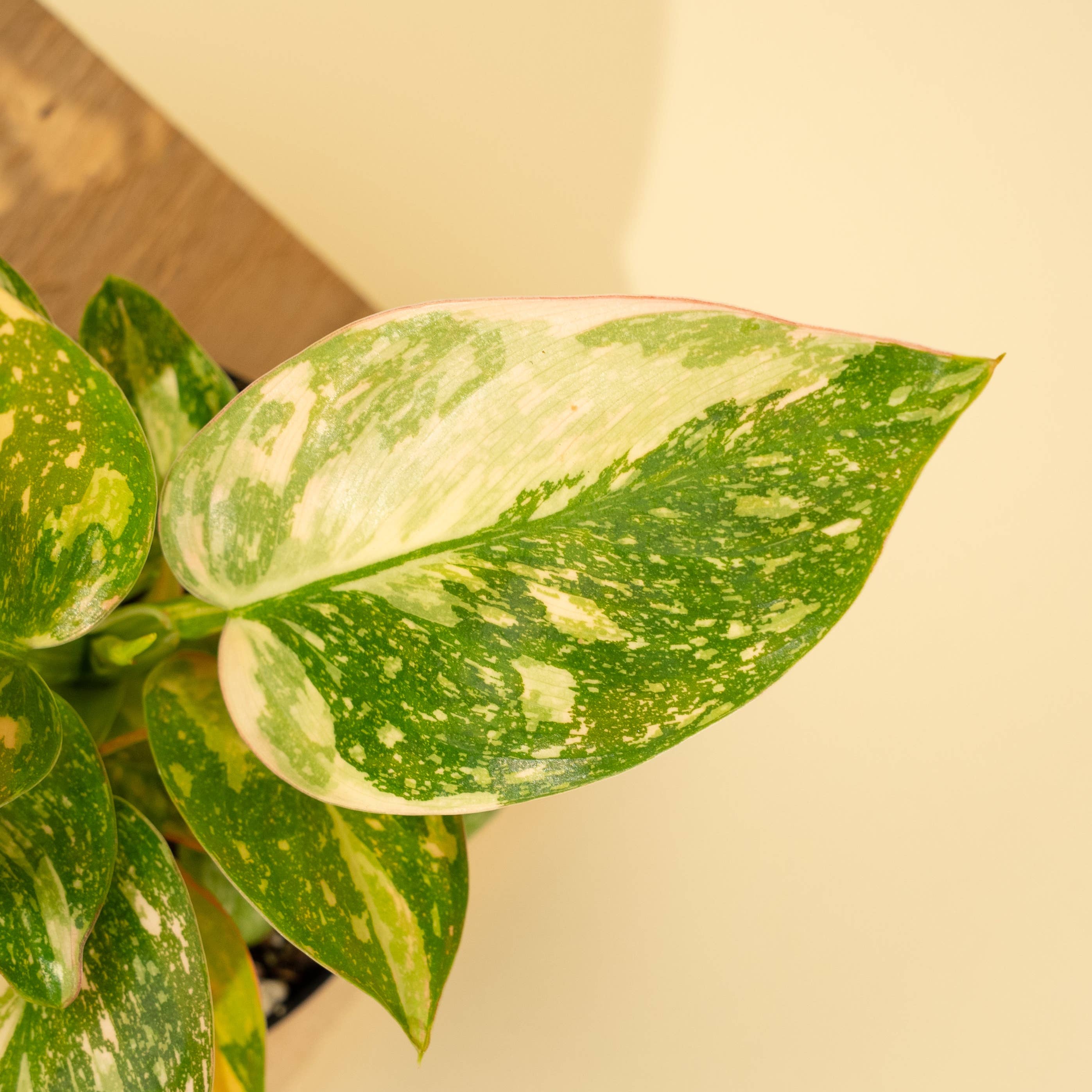 Philodendron Green Congo Copper Flare Live – Rare Variegated Houseplant