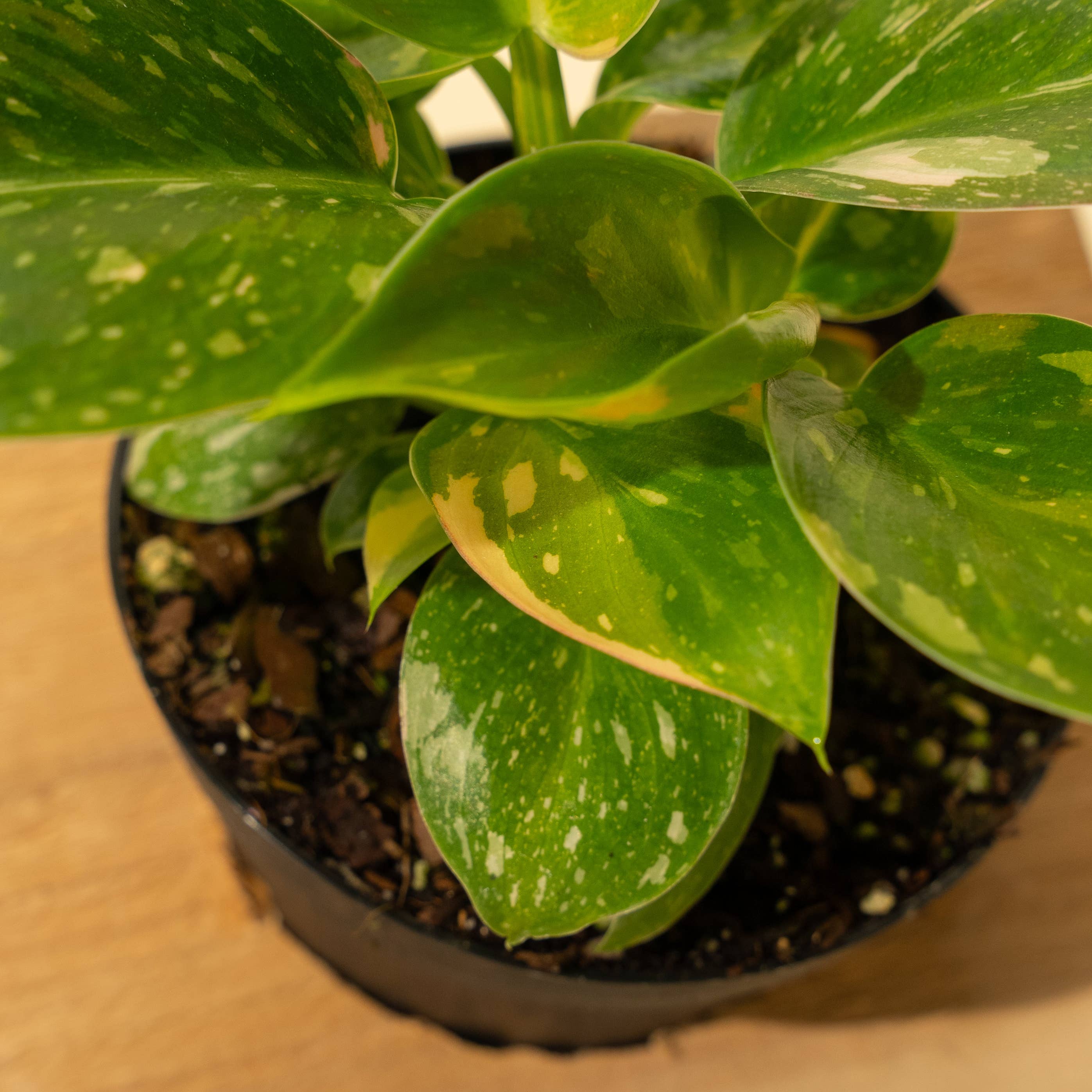 Philodendron Green Congo Copper Flare Live – Rare Variegated Houseplant