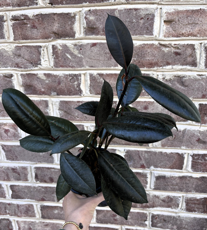 Burgundy Rubber Plant