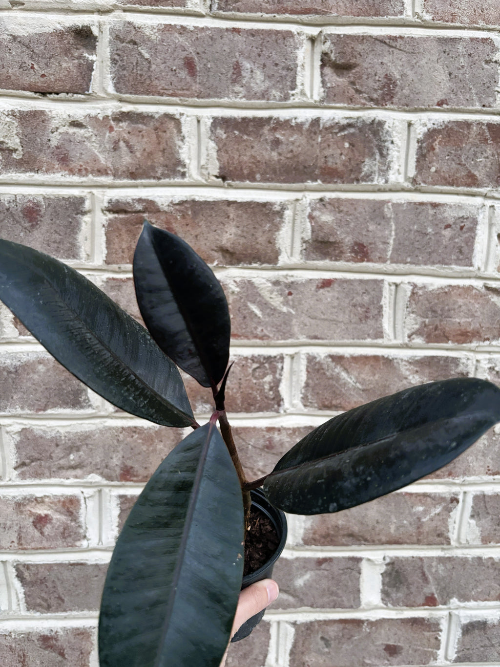 Burgundy Rubber Plant-Anonymous