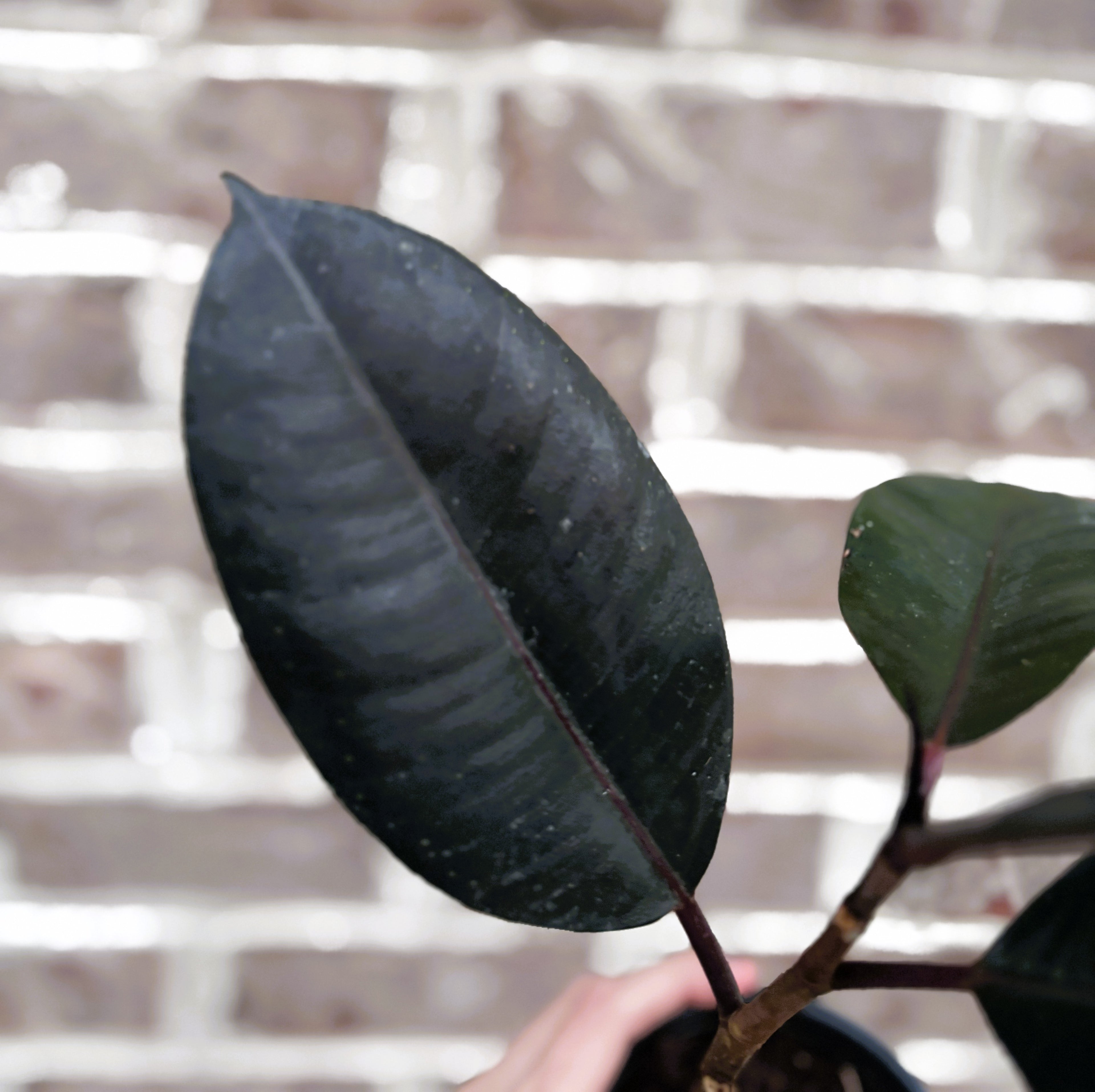 Burgundy Rubber Plant-Anonymous
