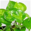 Global Green Pothos-Anonymous Coffee