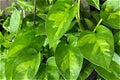 Global Green Pothos-Anonymous Coffee