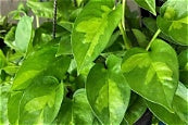 Global Green Pothos-Anonymous Coffee