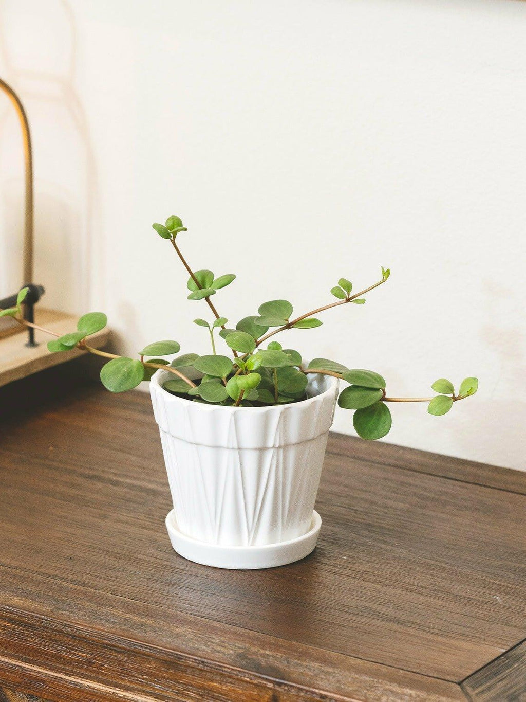 Peperomia Hope Live Plant – Pet Friendly, Easy Care Succulent-Like