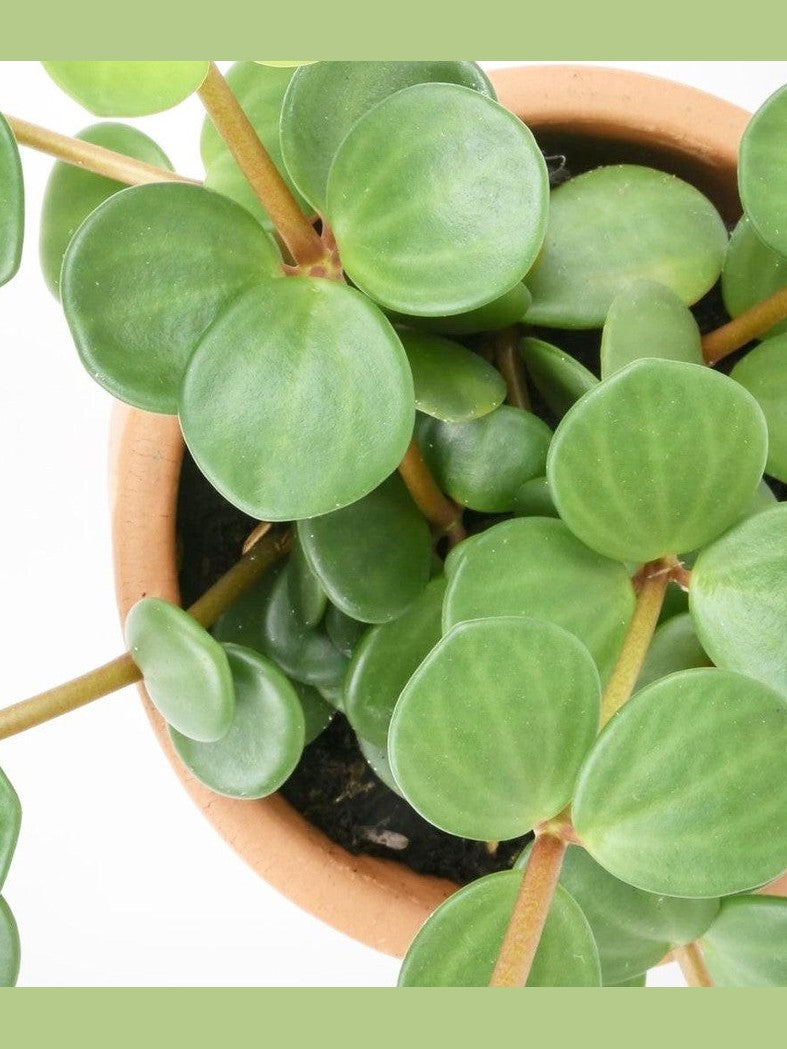Peperomia Hope Live Plant – Pet Friendly, Easy Care Succulent-Like