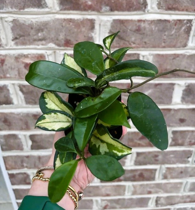 Hoya Carnosa