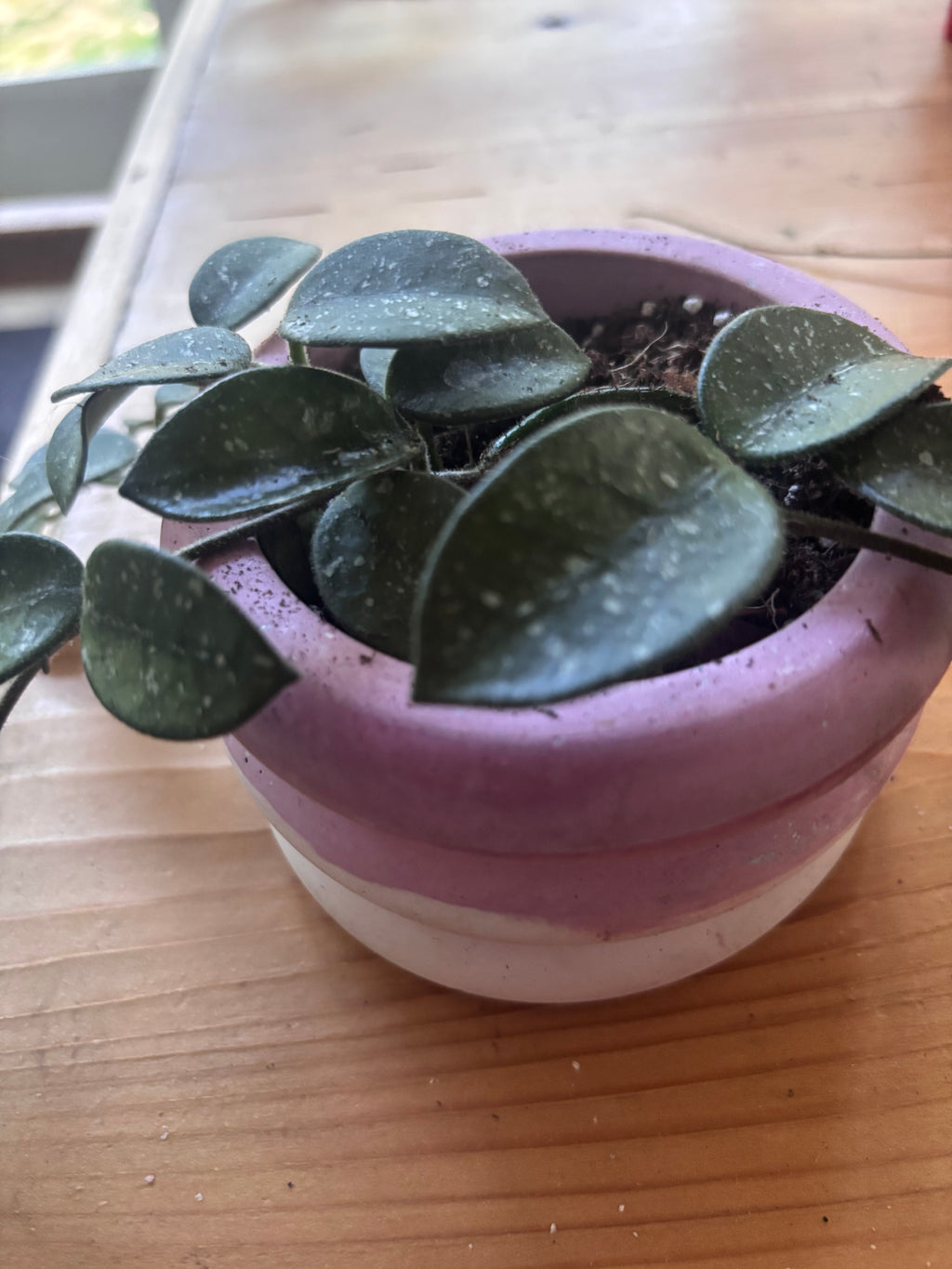 Hoya Mathilde + Pink Pot