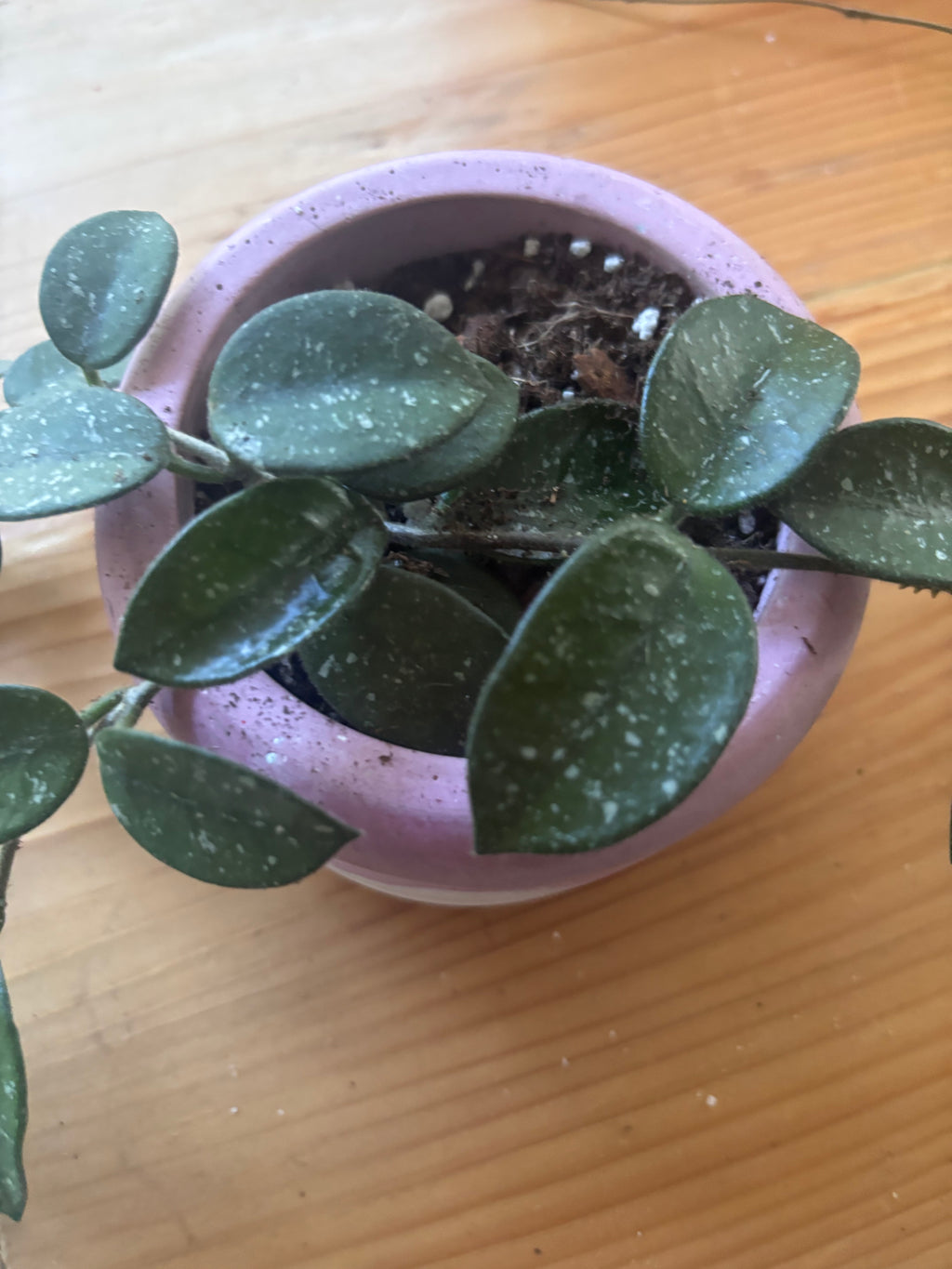 Hoya Mathilde + Pink Pot