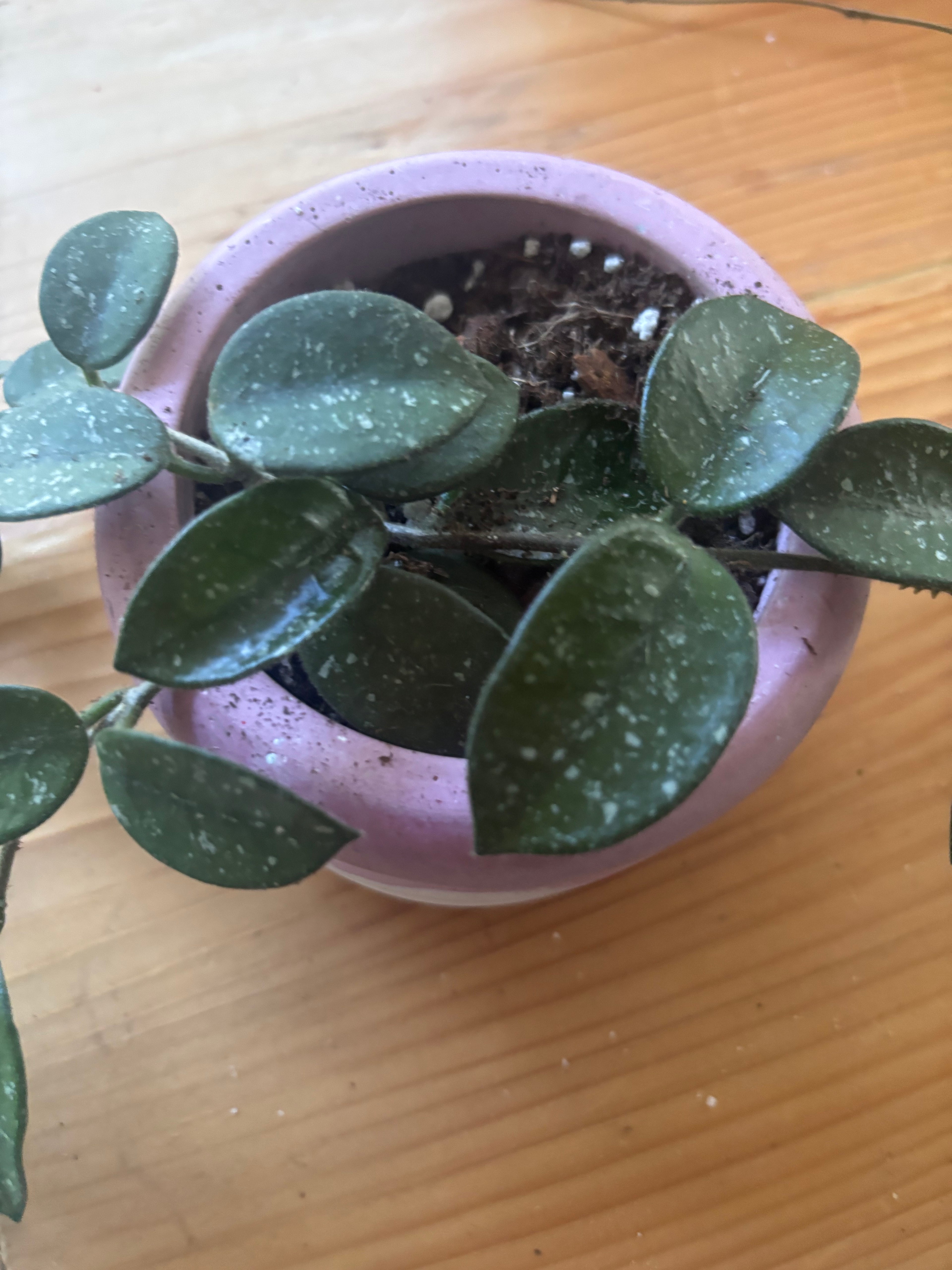 Hoya Mathilde + Pink Pot