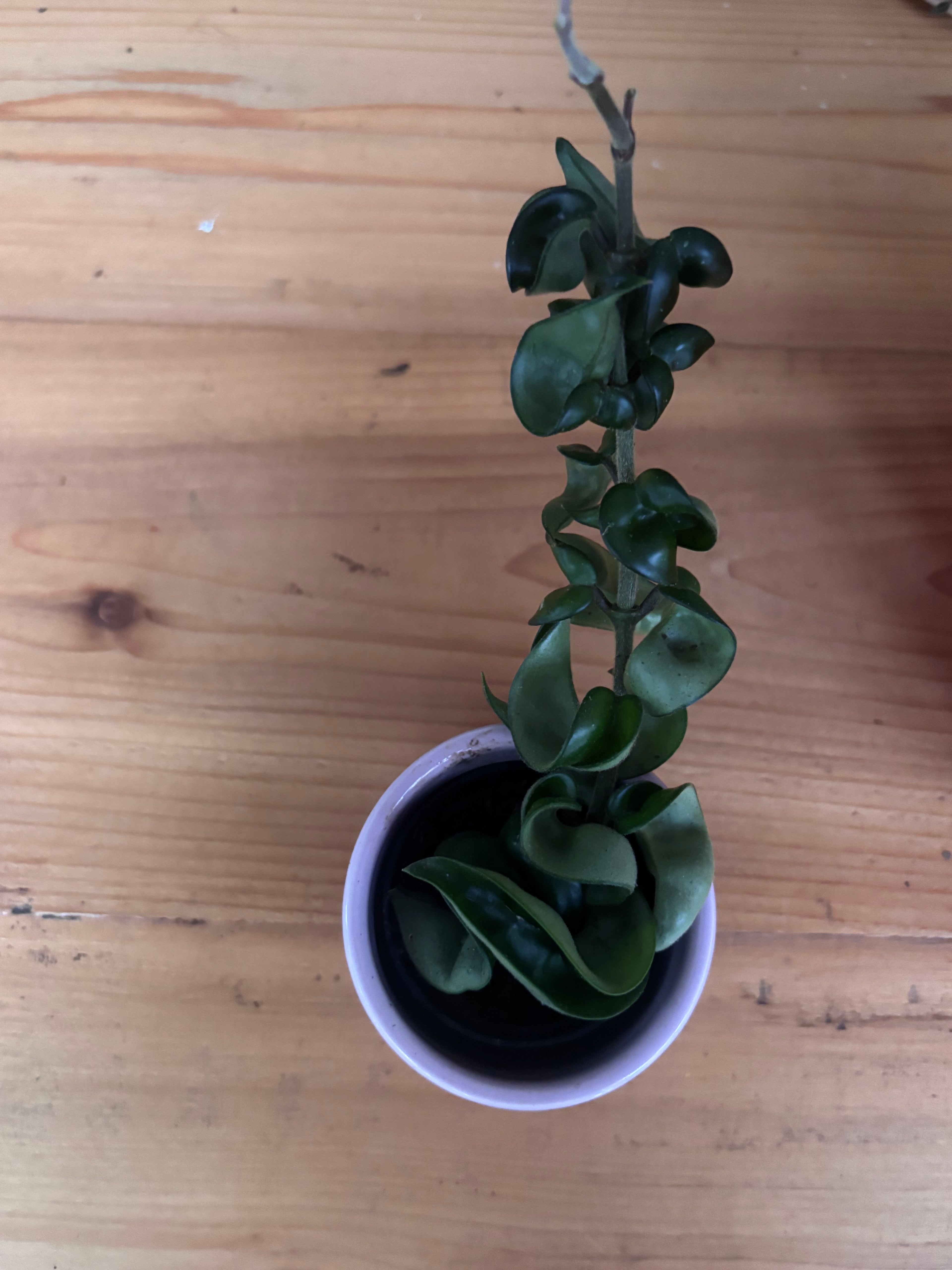 Hoya Rope + Pink Pot
