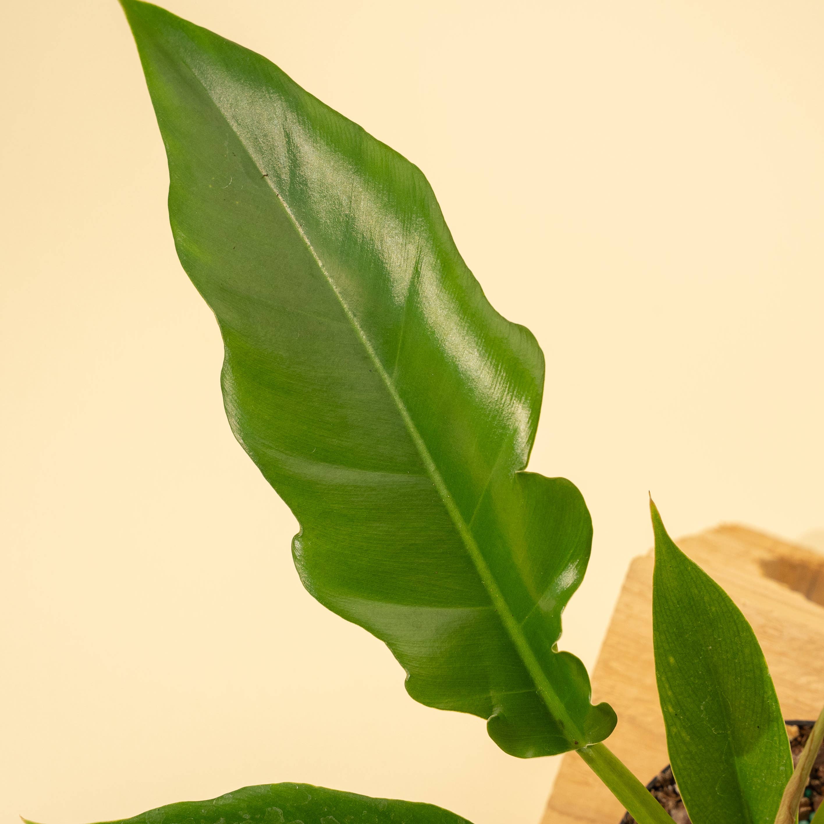 Jungle Boogie Philodendron Live – Rare Tropical Indoor Plant