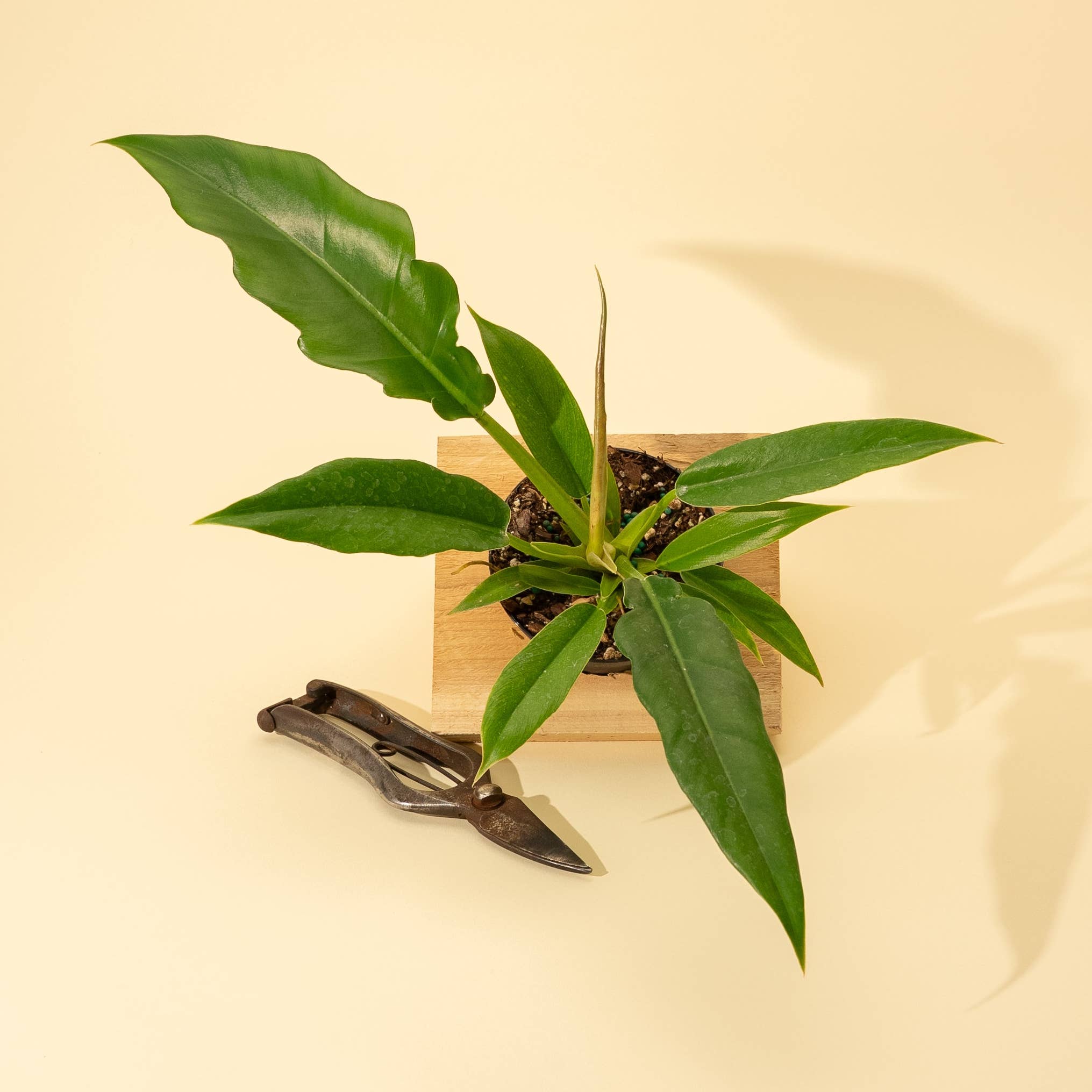 Jungle Boogie Philodendron Live – Rare Tropical Indoor Plant
