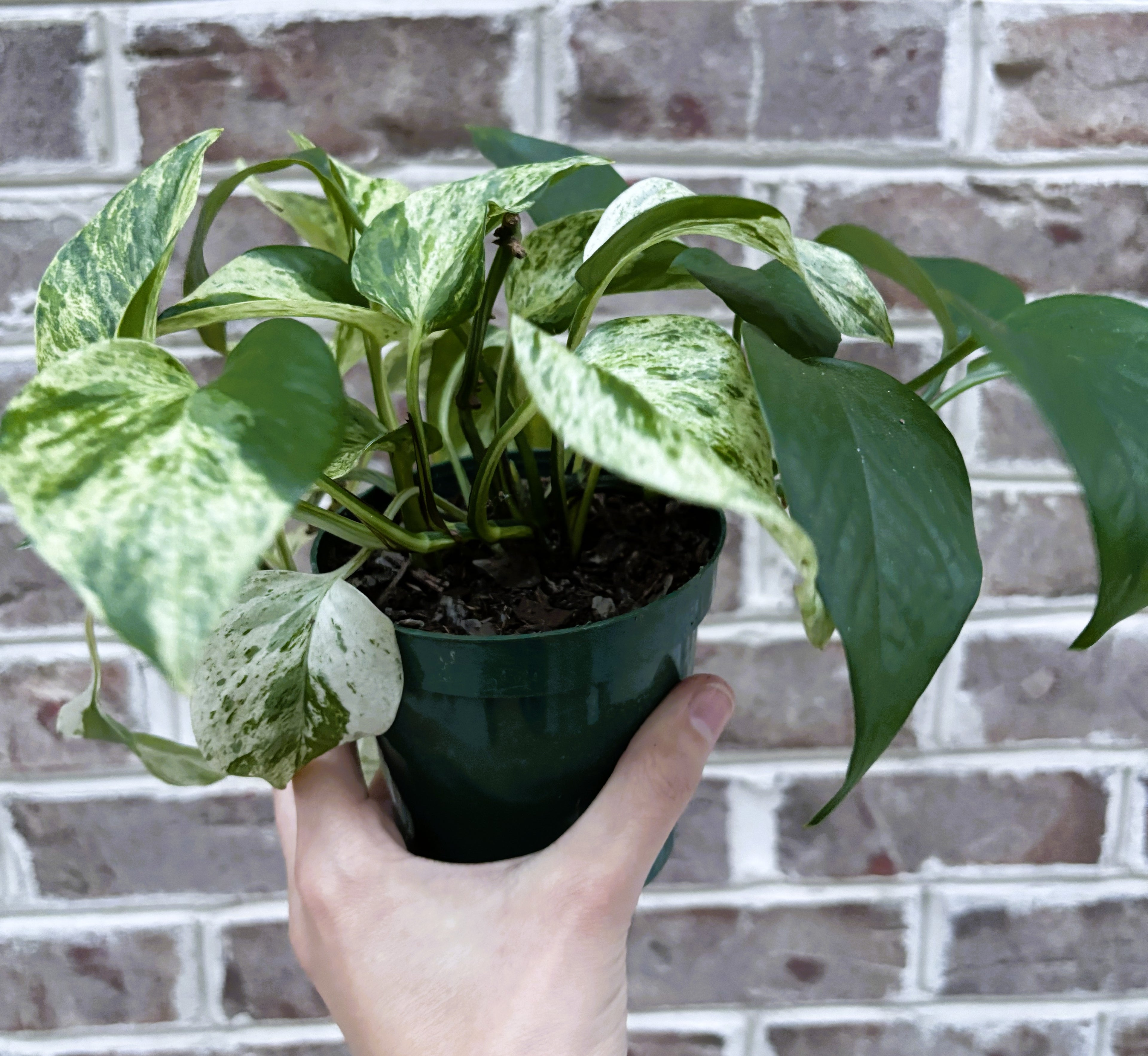 Marble Queen Pothos-Anonymous Coffee