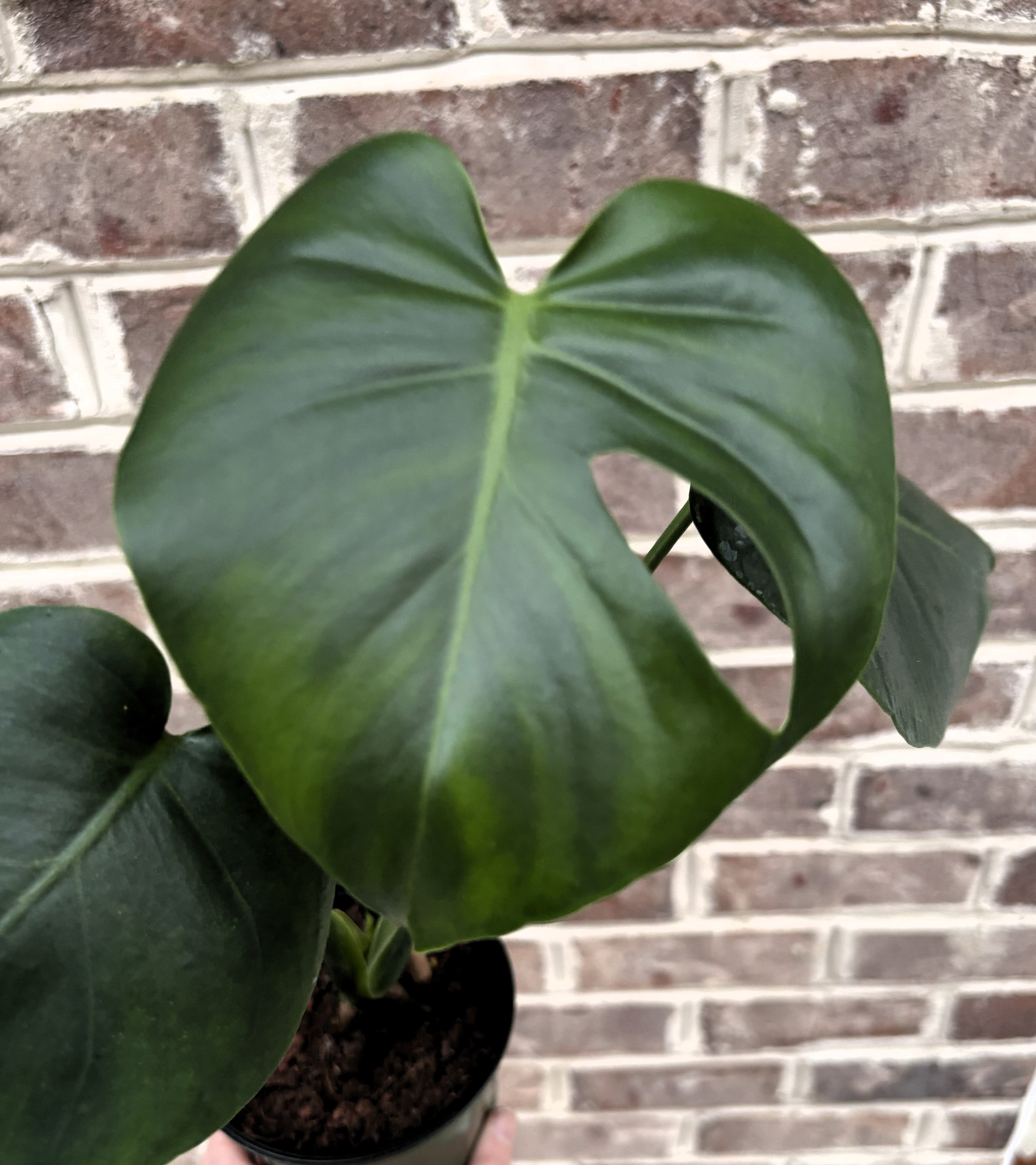 Monstera Deliciosa