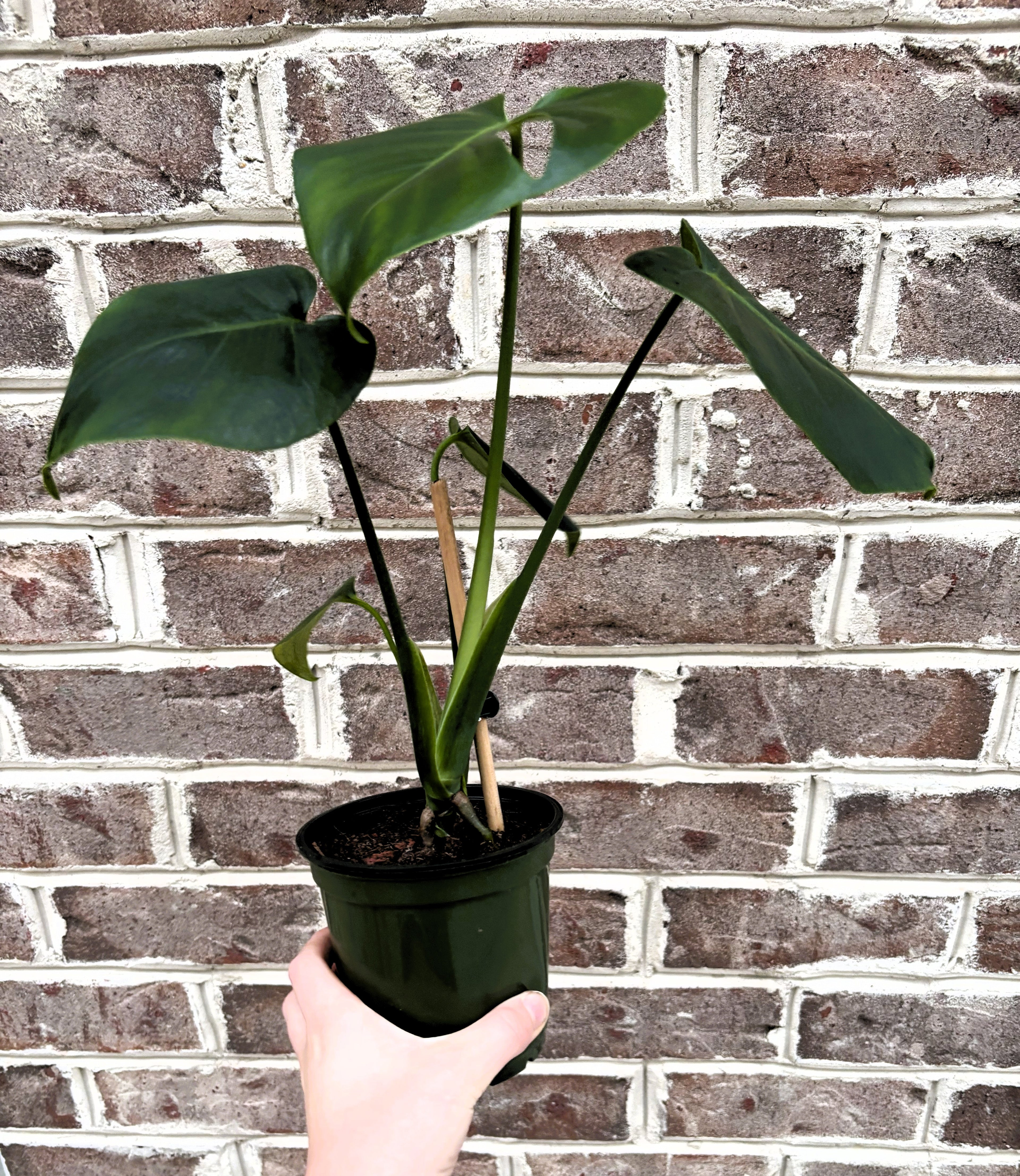 Monstera Deliciosa