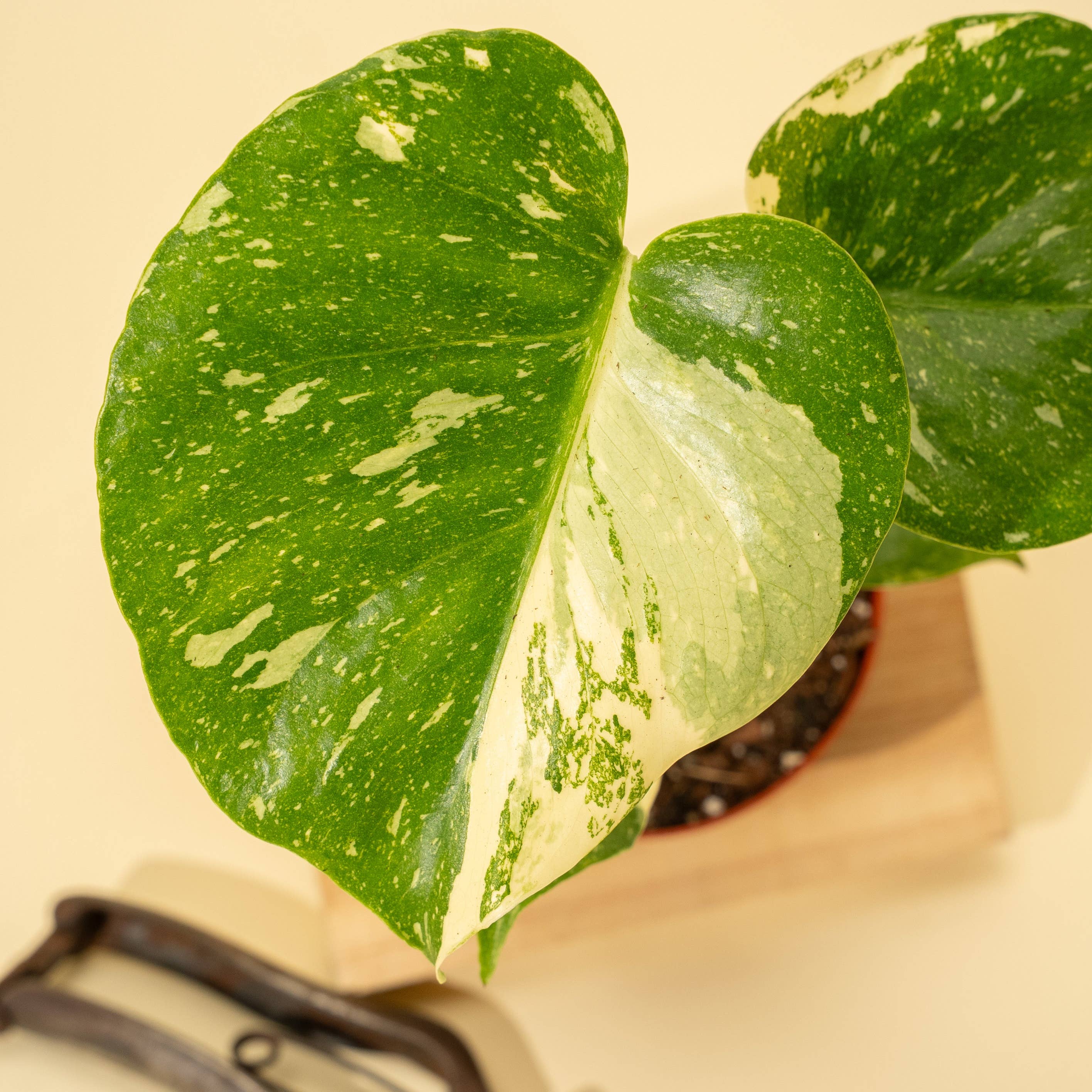 Monstera Thai Constellation Live – Rare Variegated Tropical Plant