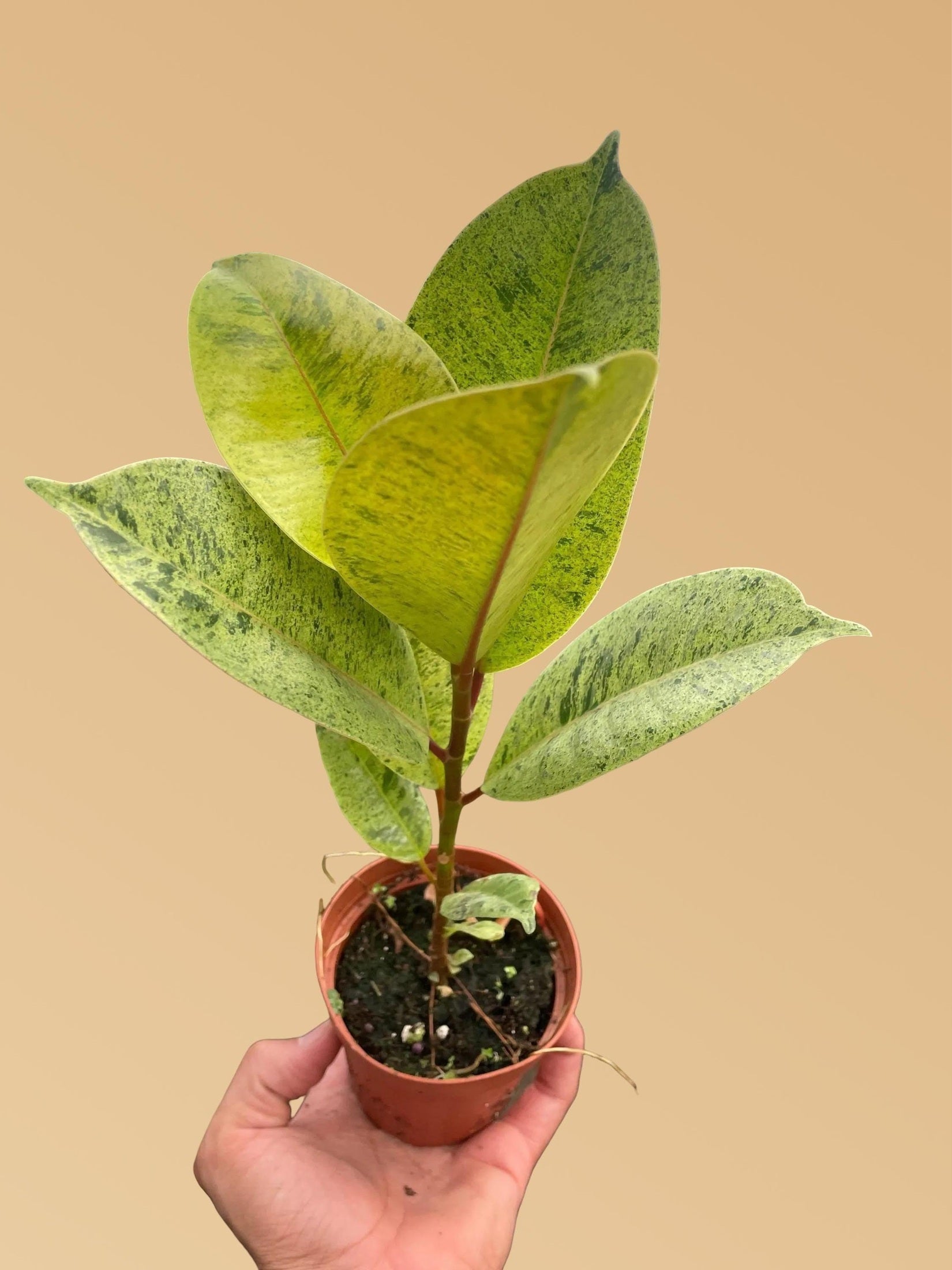 Ficus 'Moonshine'