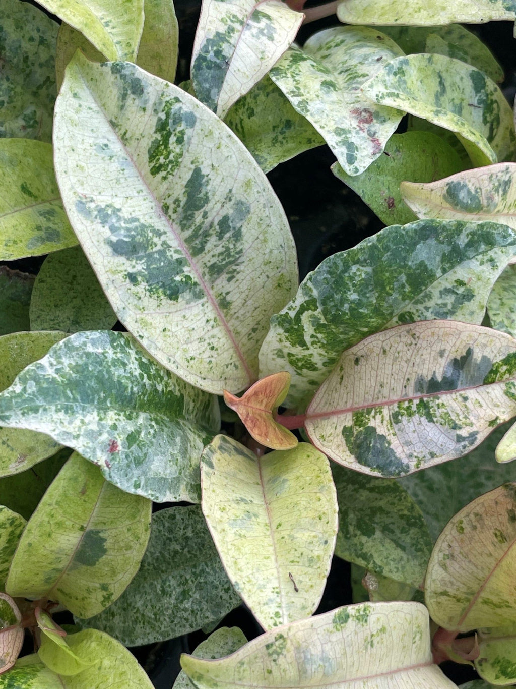 Ficus 'Moonshine'