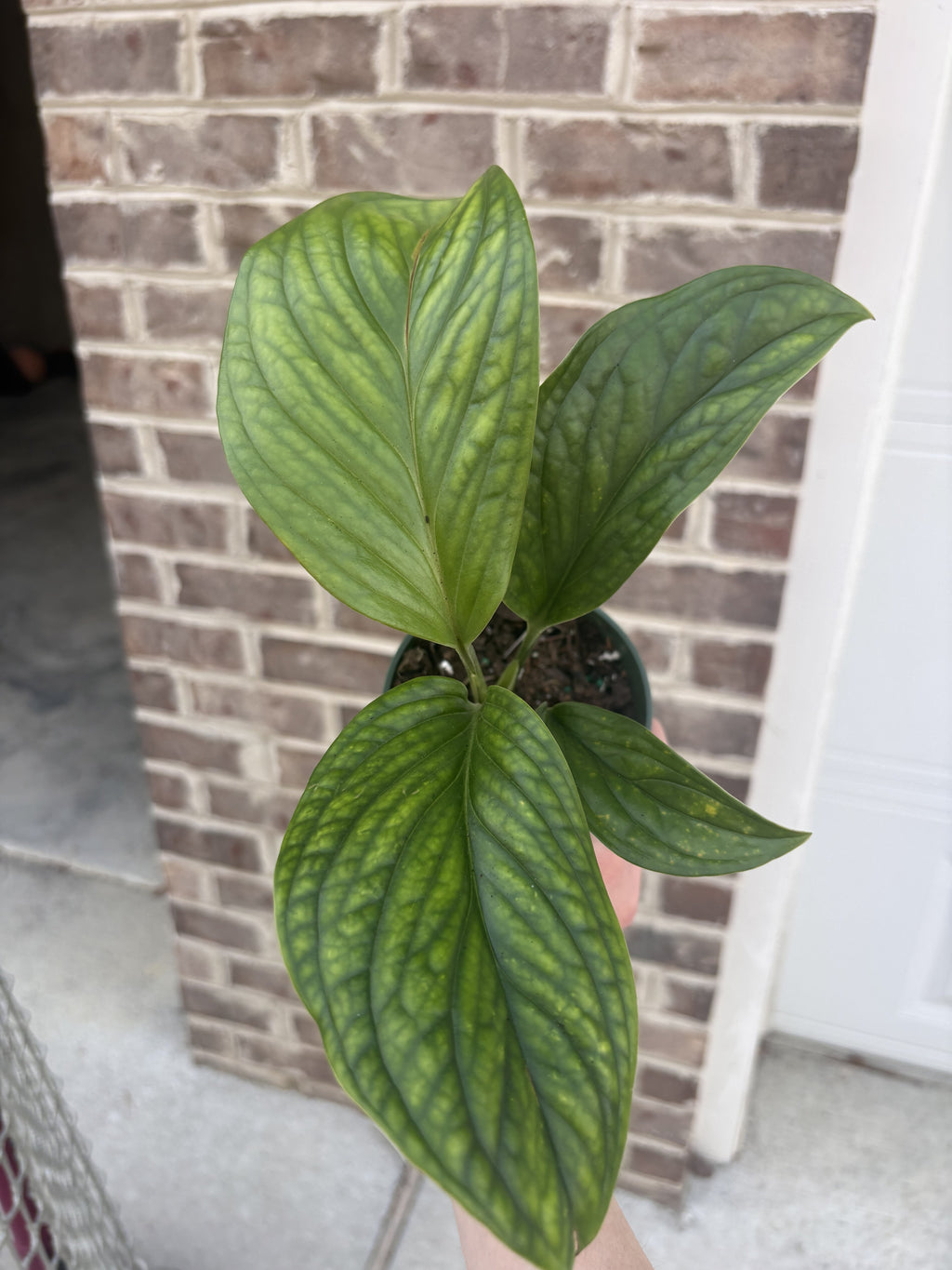 Monstera Peru