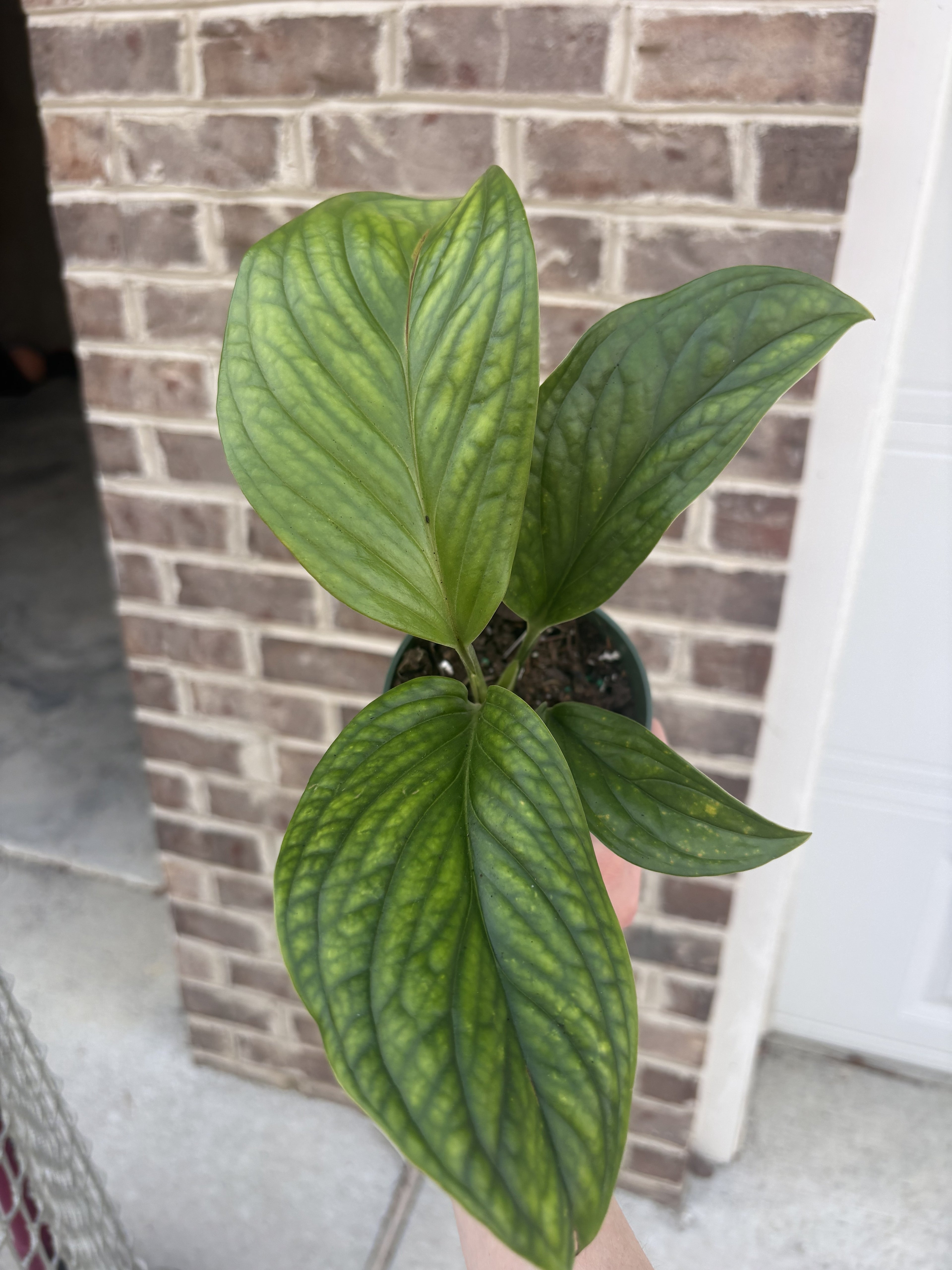 Monstera Peru